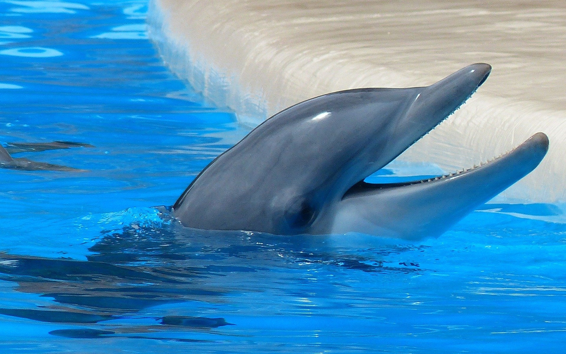 человек, животное, звук