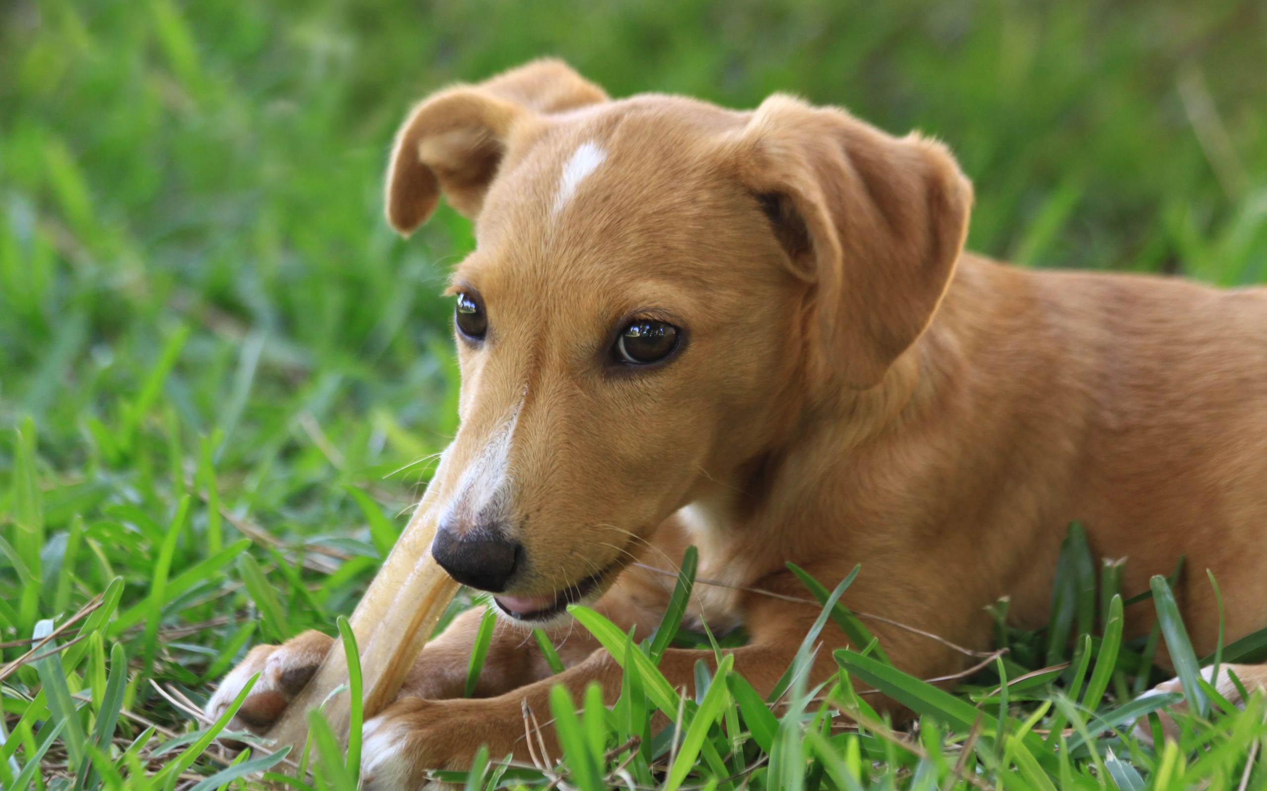 лентяи, собаки, пульс