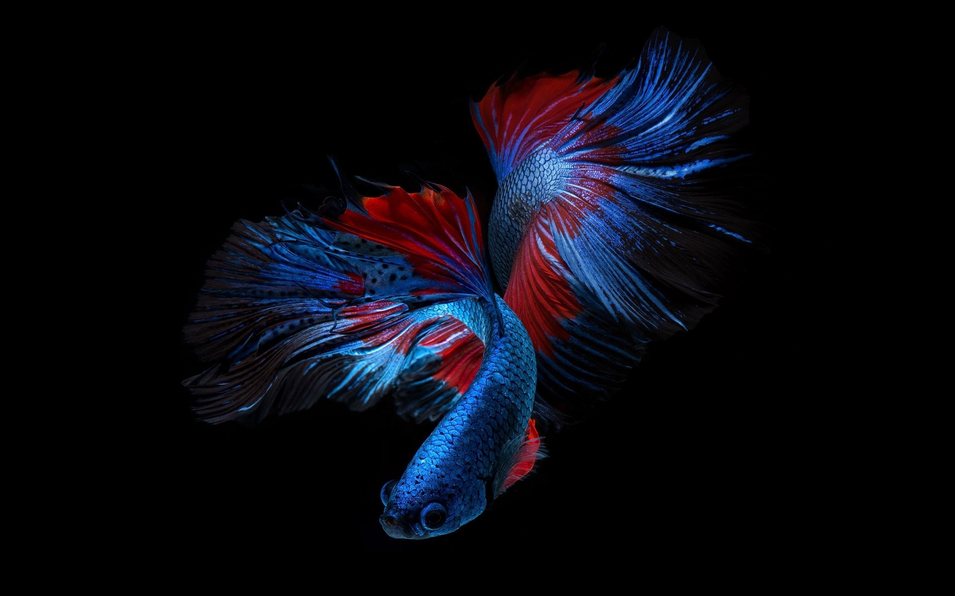 fish, red, blue