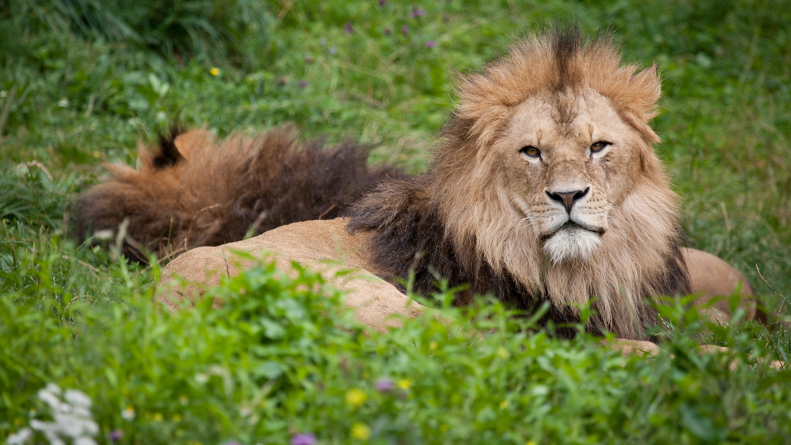 льв, трава, фотографии