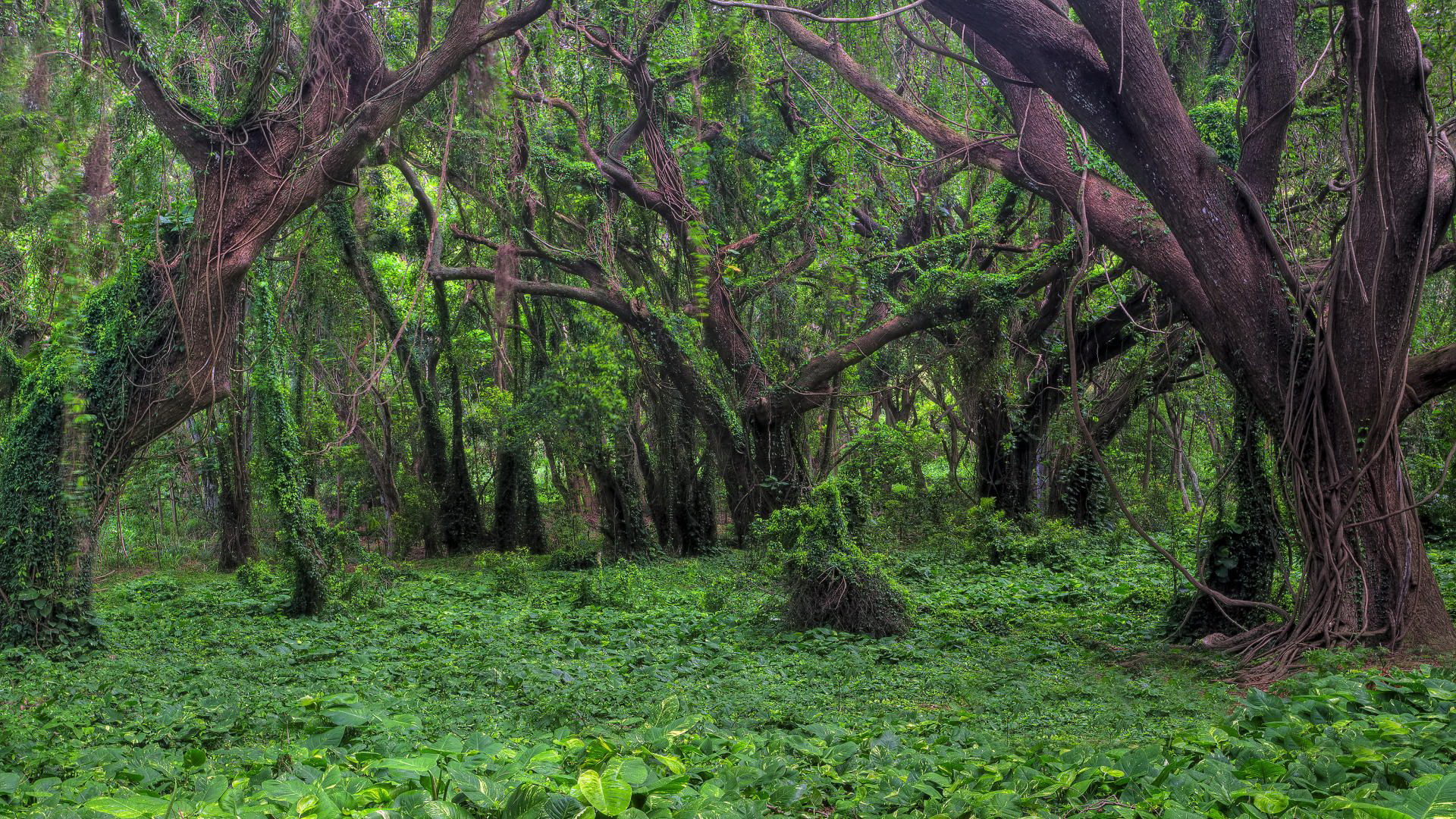alam, pemandangan, natural