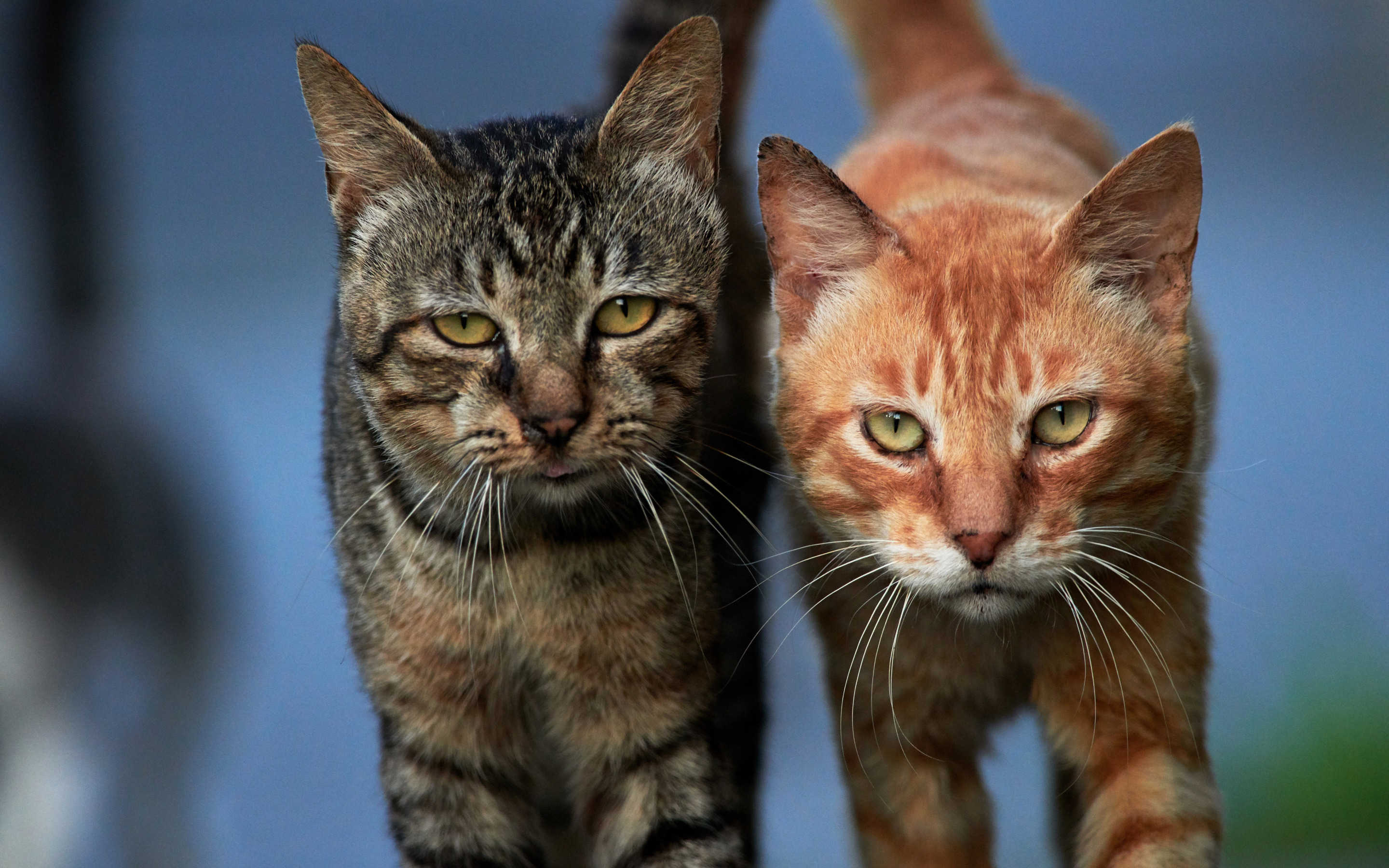 Какой 2 кошки 2 кошки. Два кота. Рыже серая кошка. Коты и кошки. Котики несколько.