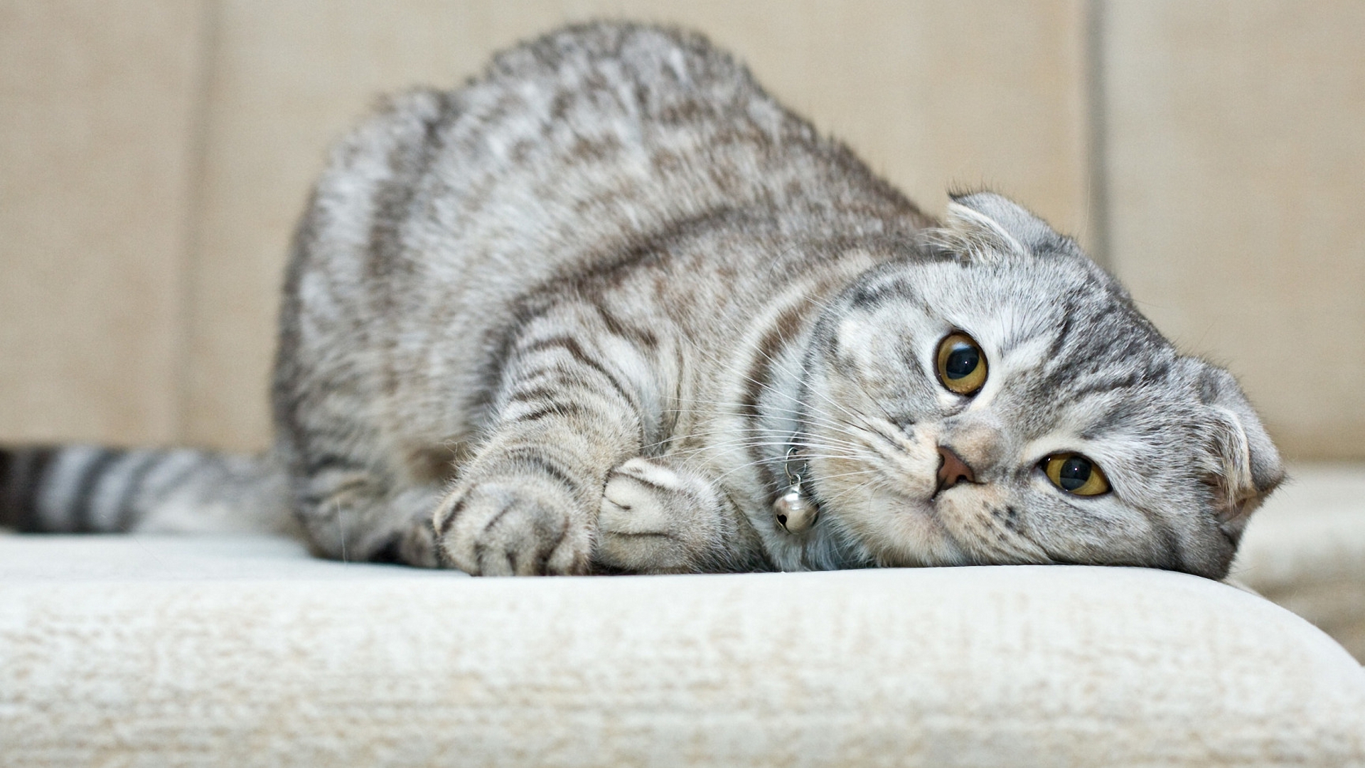 рогоносец, скоттиш