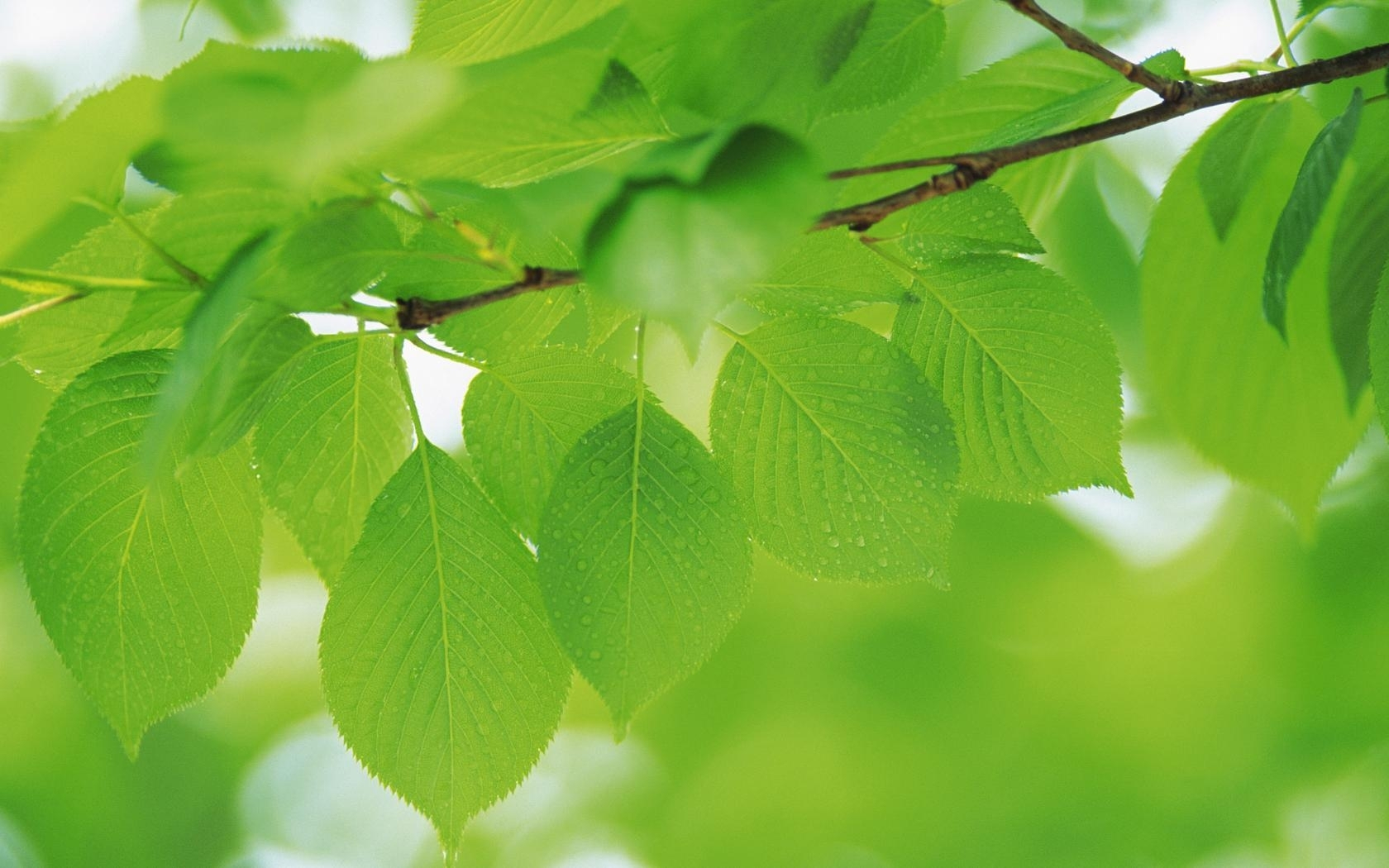 green, leaves Фон № 24050 разрешение 1680x1050