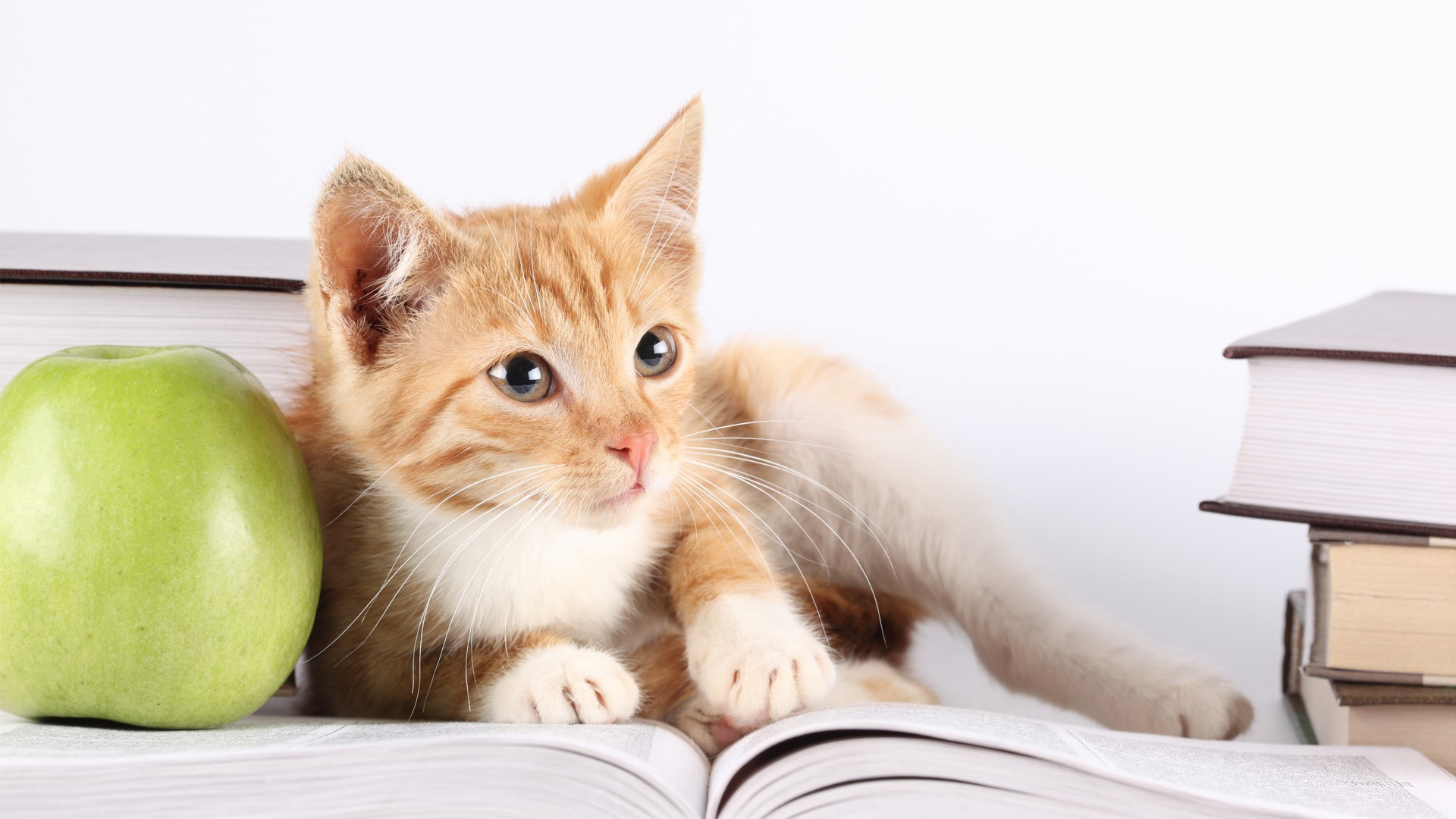 кот, книгу, читает
