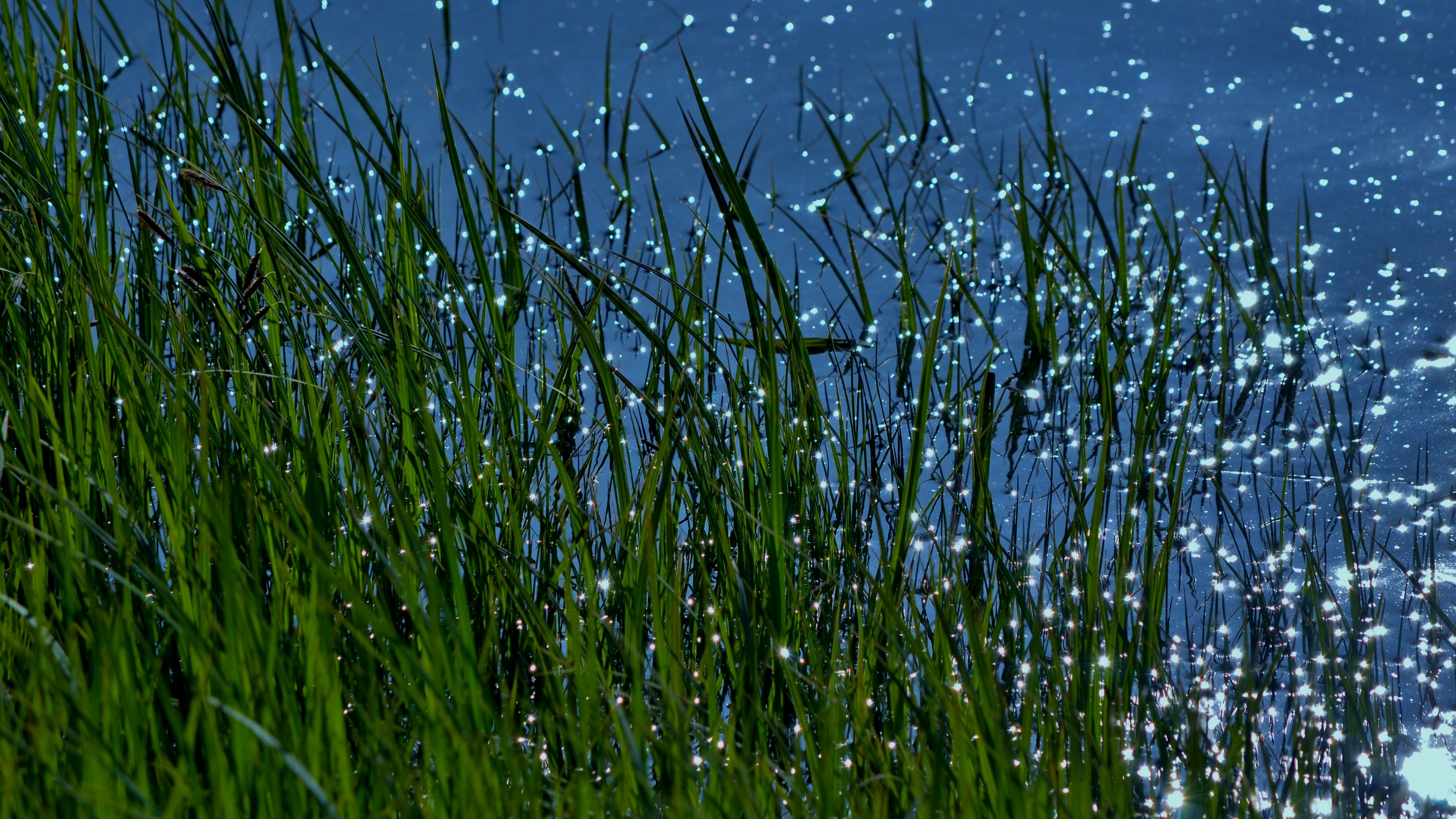 трава вода лето загрузить