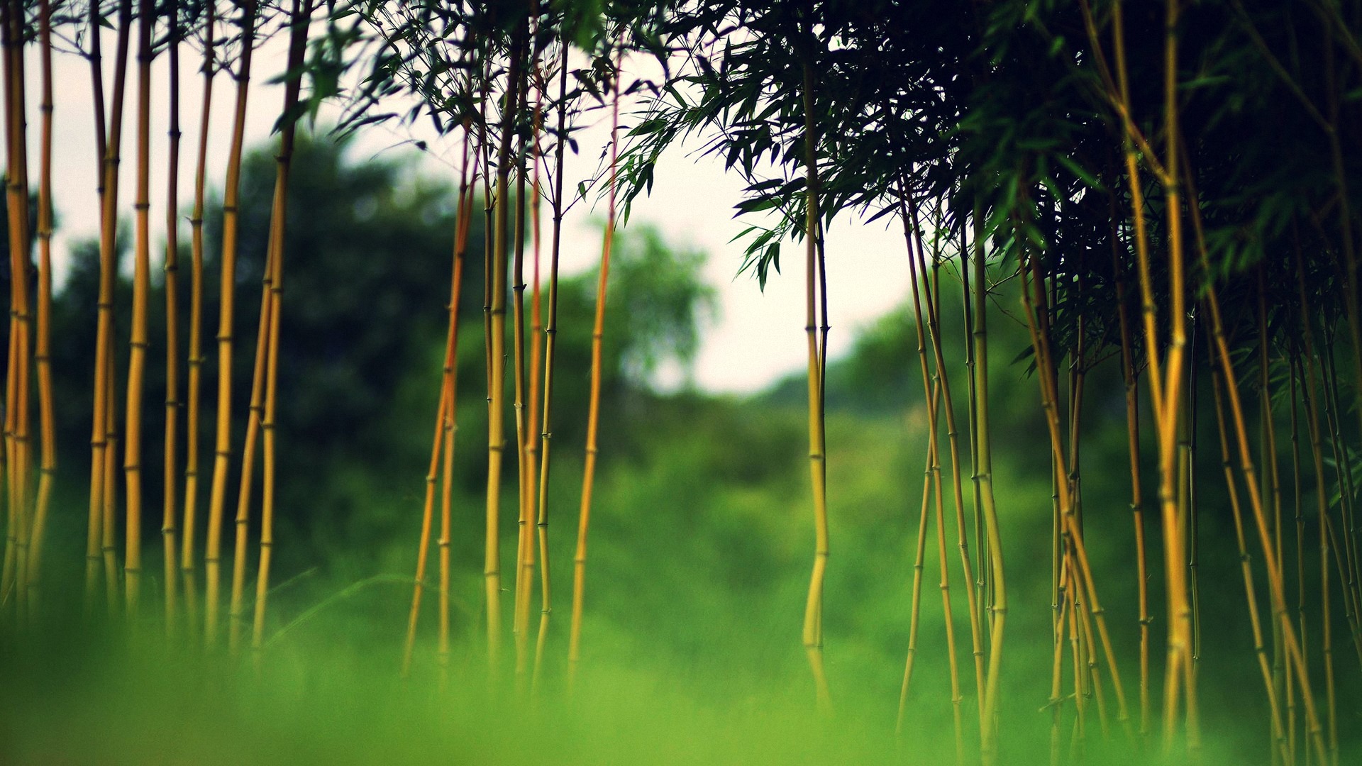 tre, cây, việt No 137433 Разрешение 1920x1080