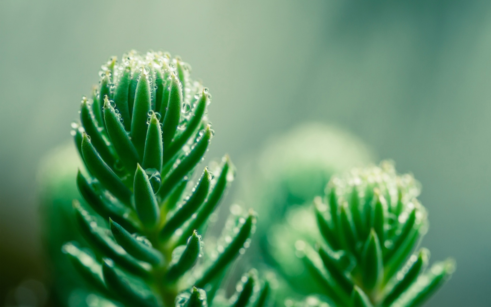 зеленый, canadian fir