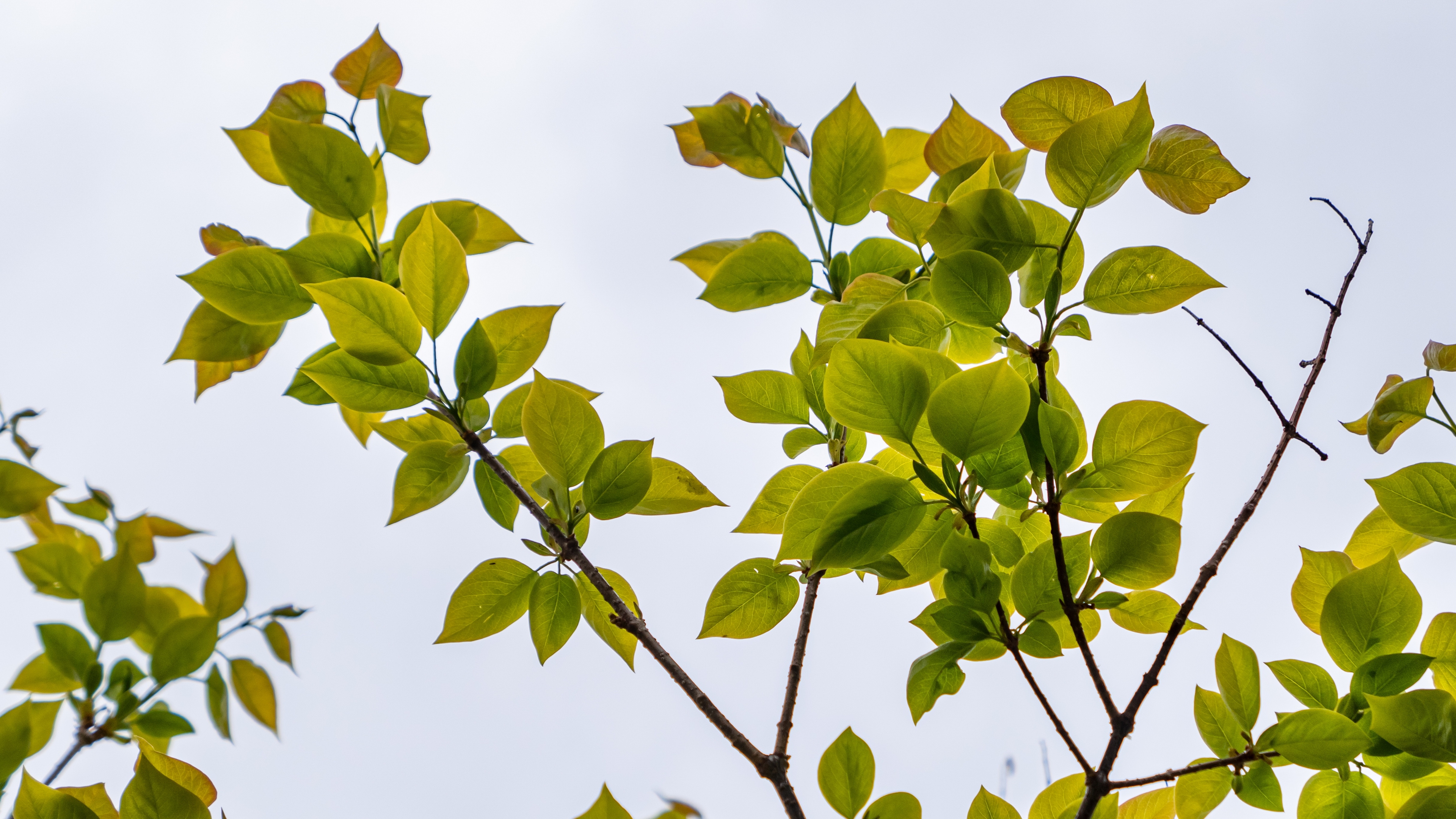 Древесный лист. Лист дерева на белом фоне. Сандал зелень. Tree no leaves. Needle-Leafed Tree Leaf UHD.