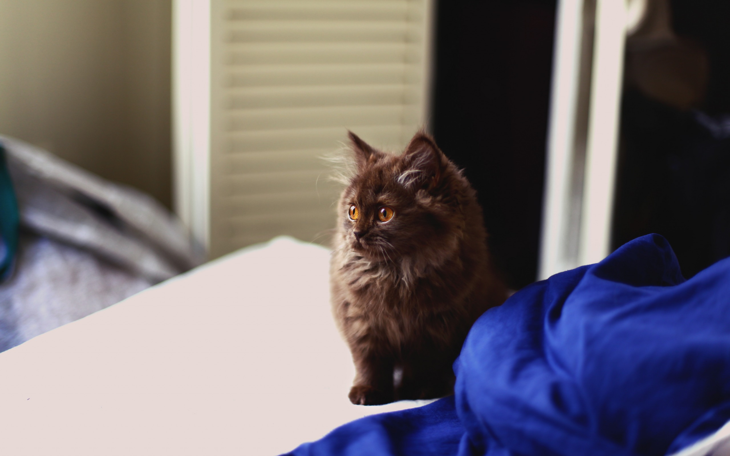кот