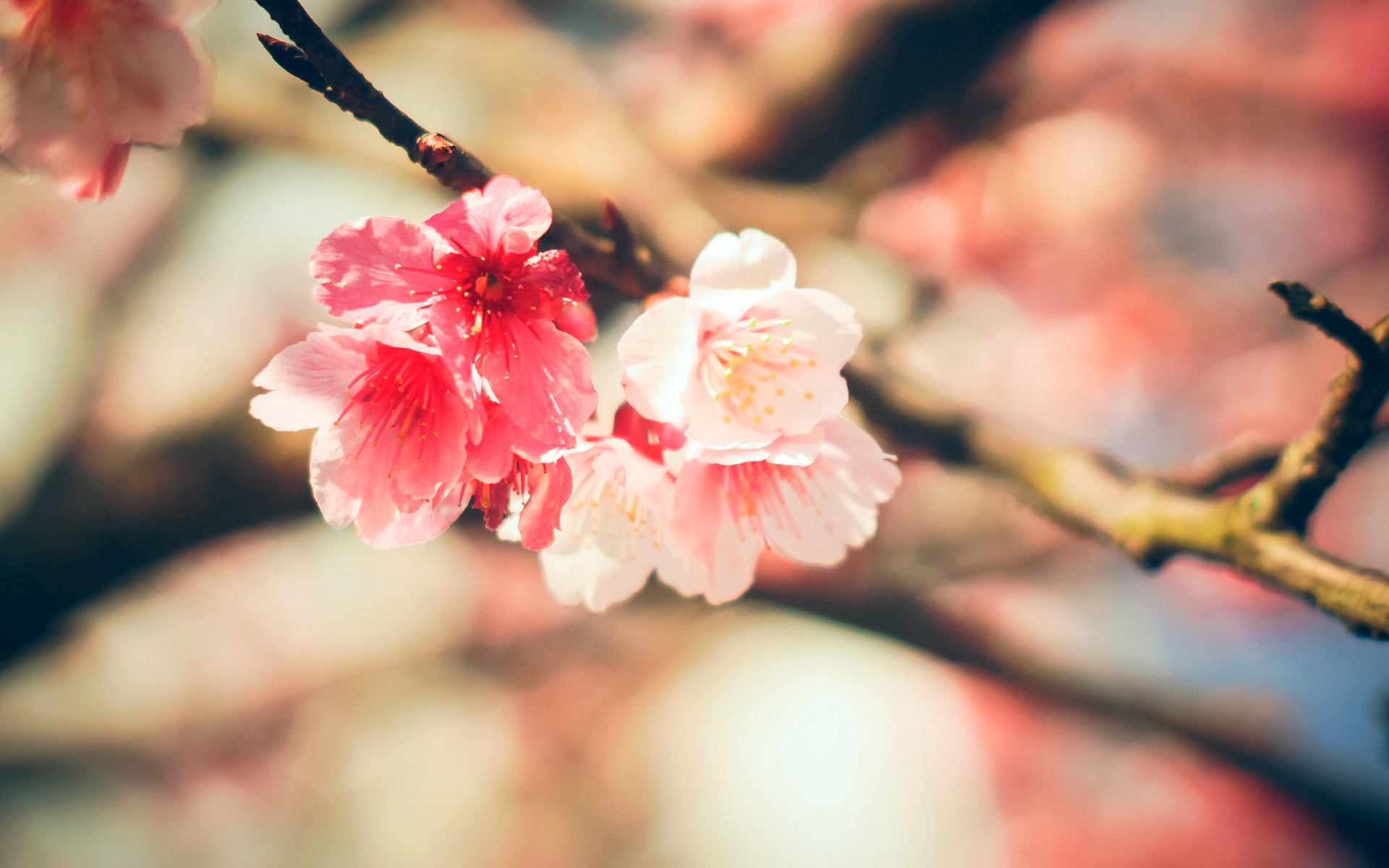 emily, veng, pinterest