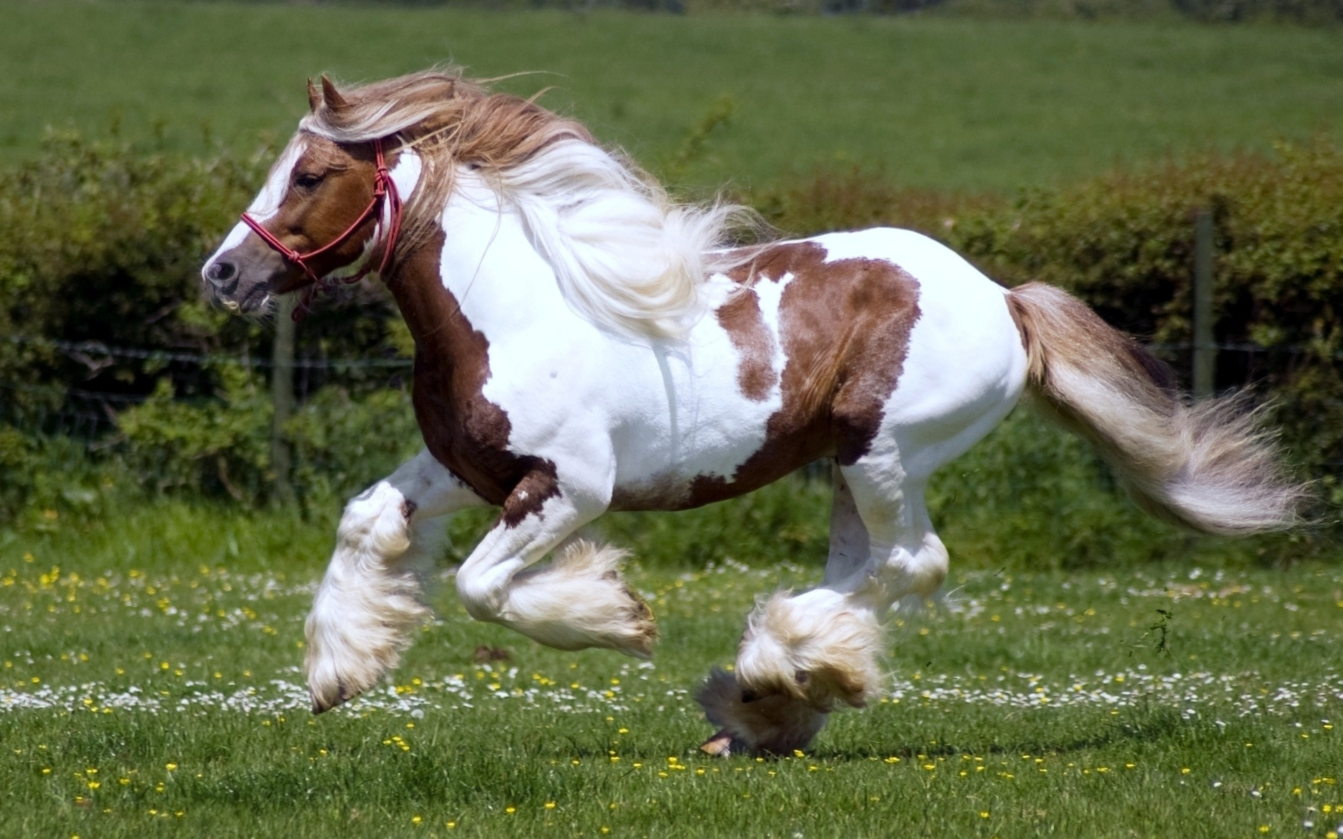 antonio, aguilar, caballo