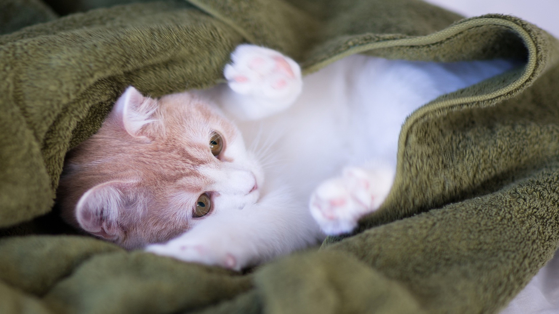 торида, котенок
