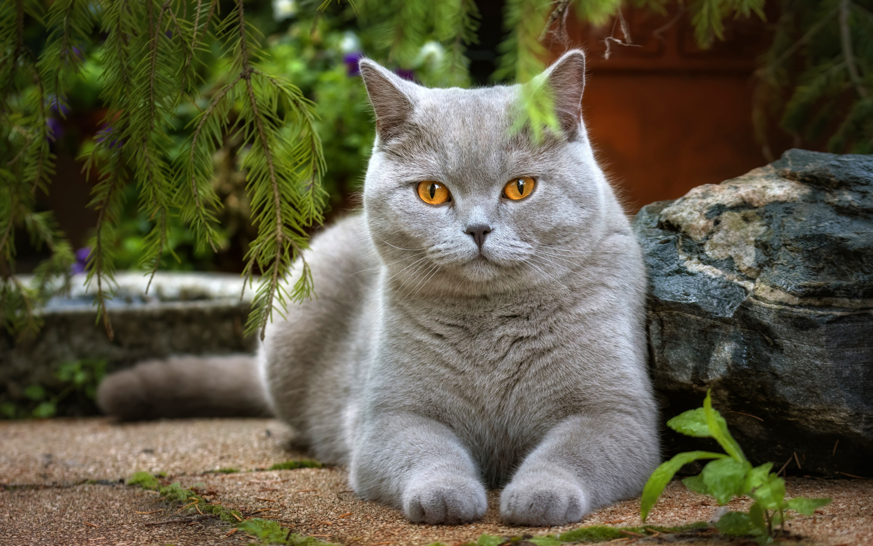 кот, лапа, взгляд