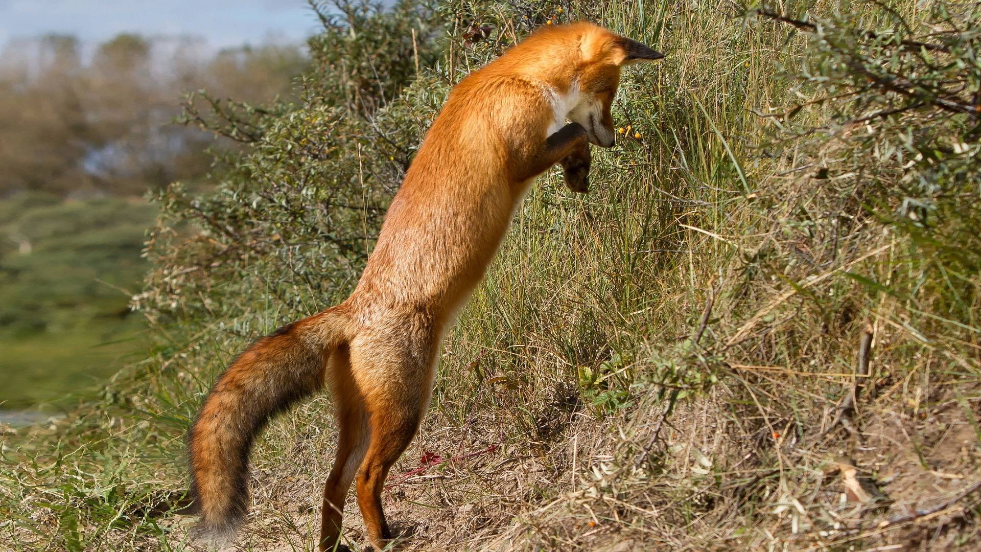 животные, смотрите