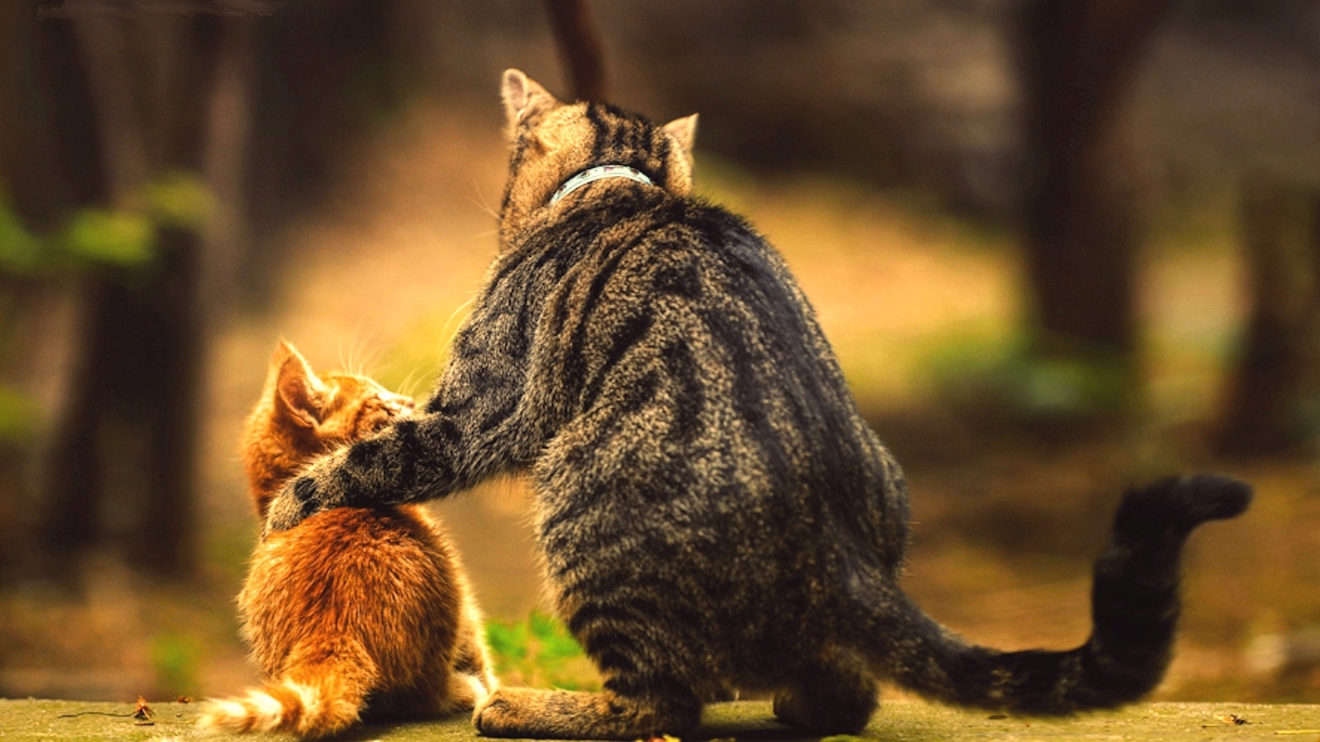 есть две кошки, которые сидят на скале вместе