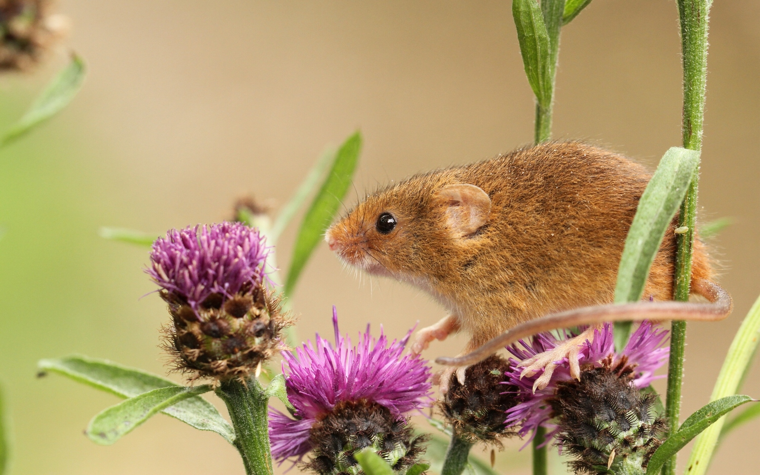 Полевая мышь на растениях скачать
