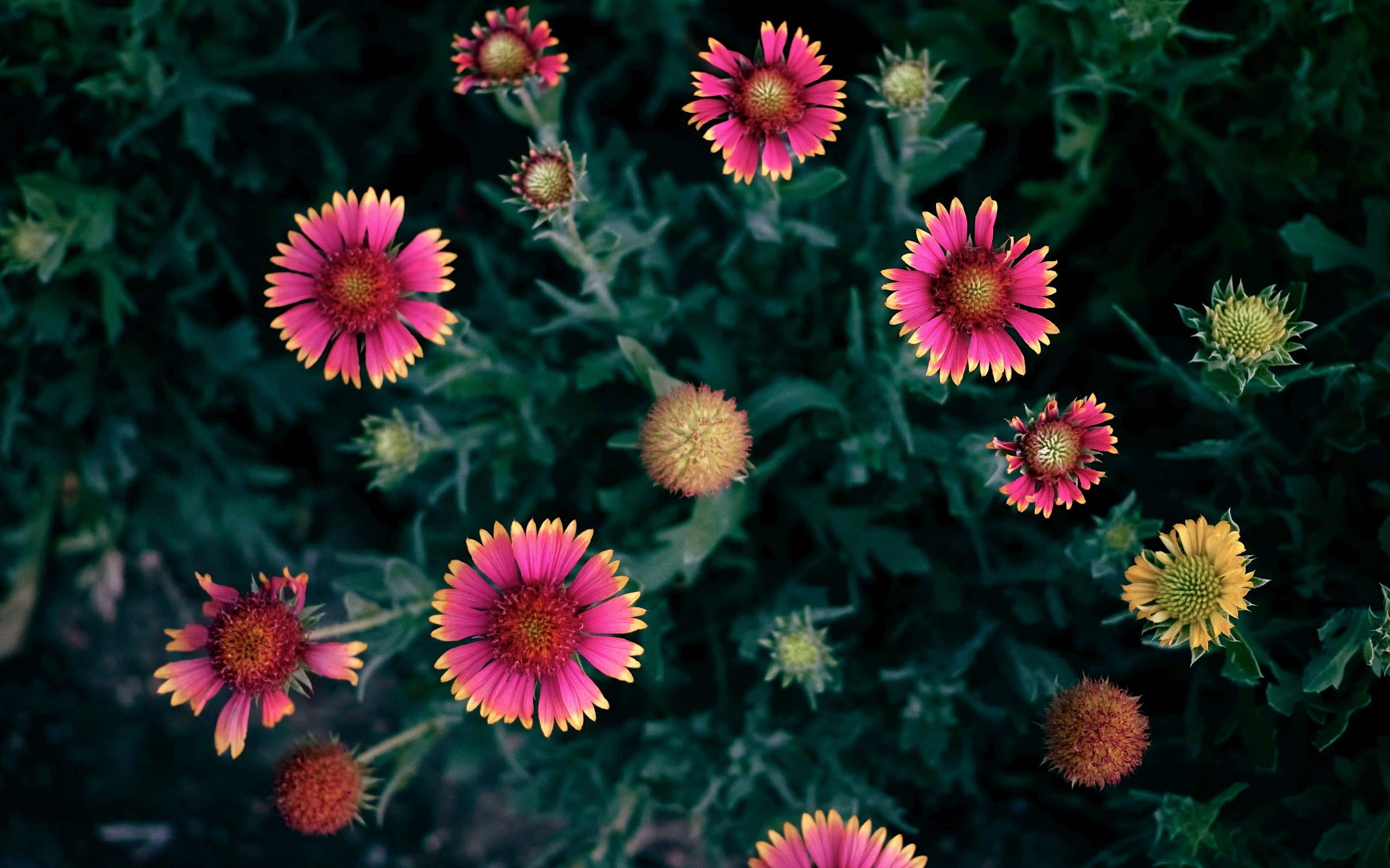 онлайн, цвет