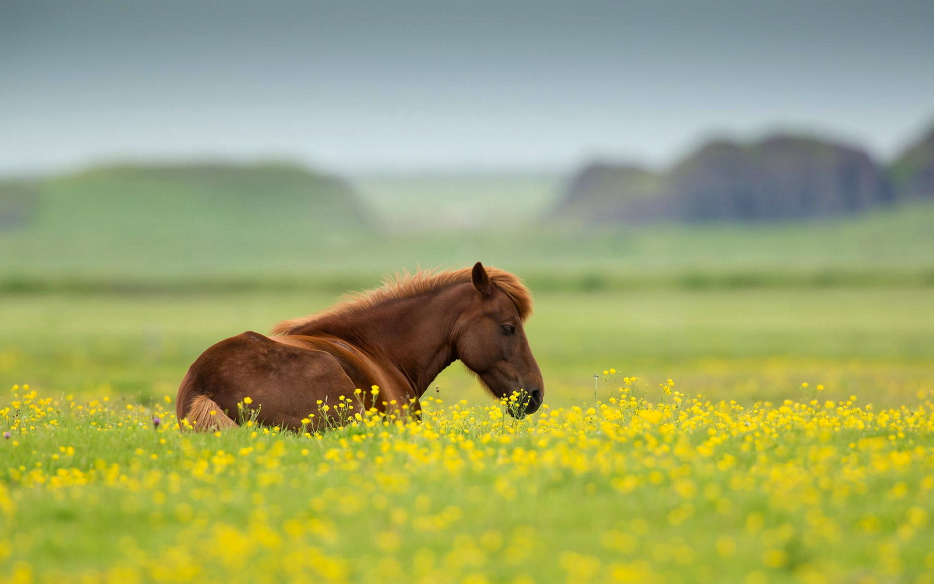 природа горы лошадь поле бесплатно