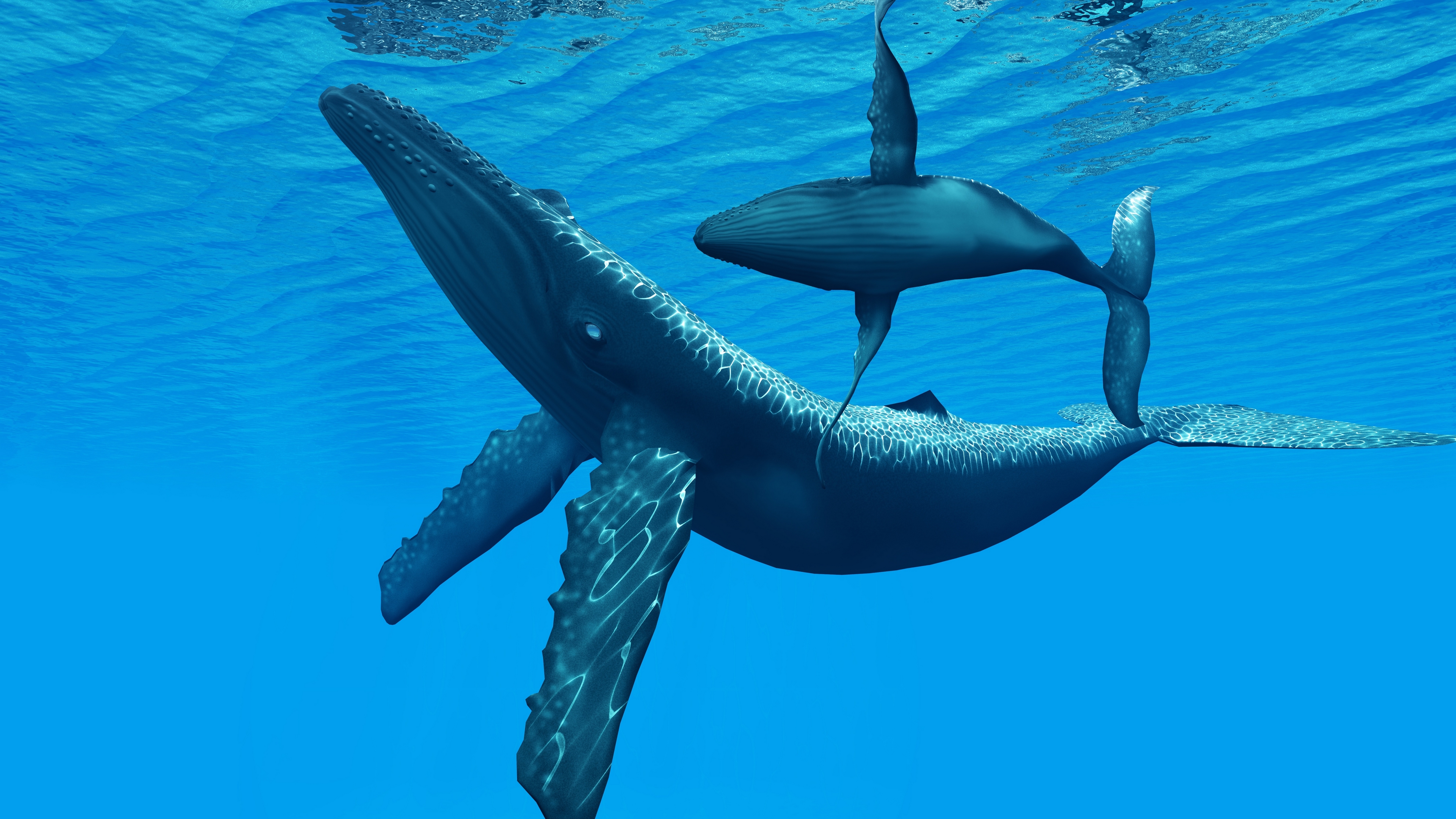 кит, киты, kita