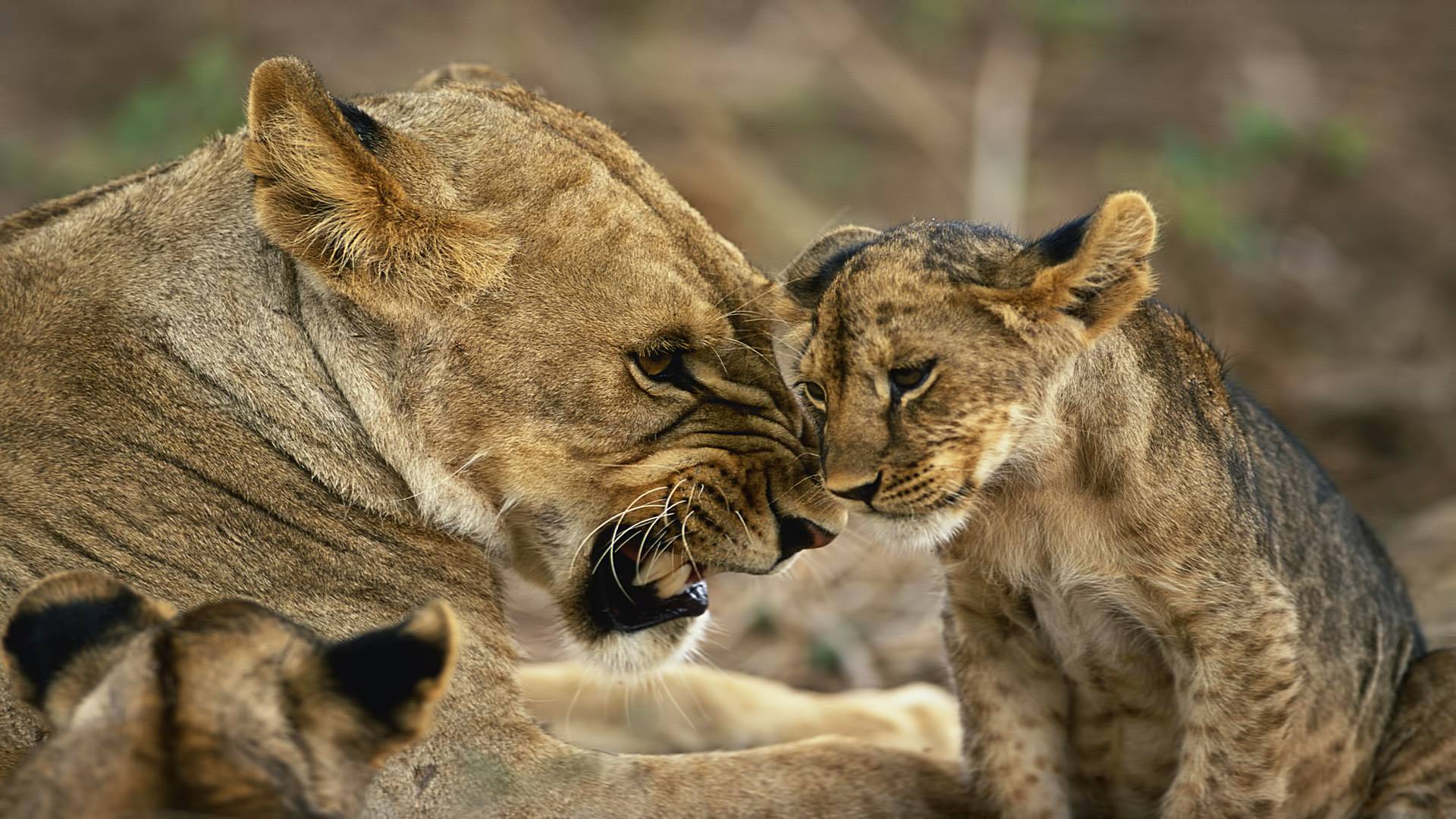 лев, лев, животное