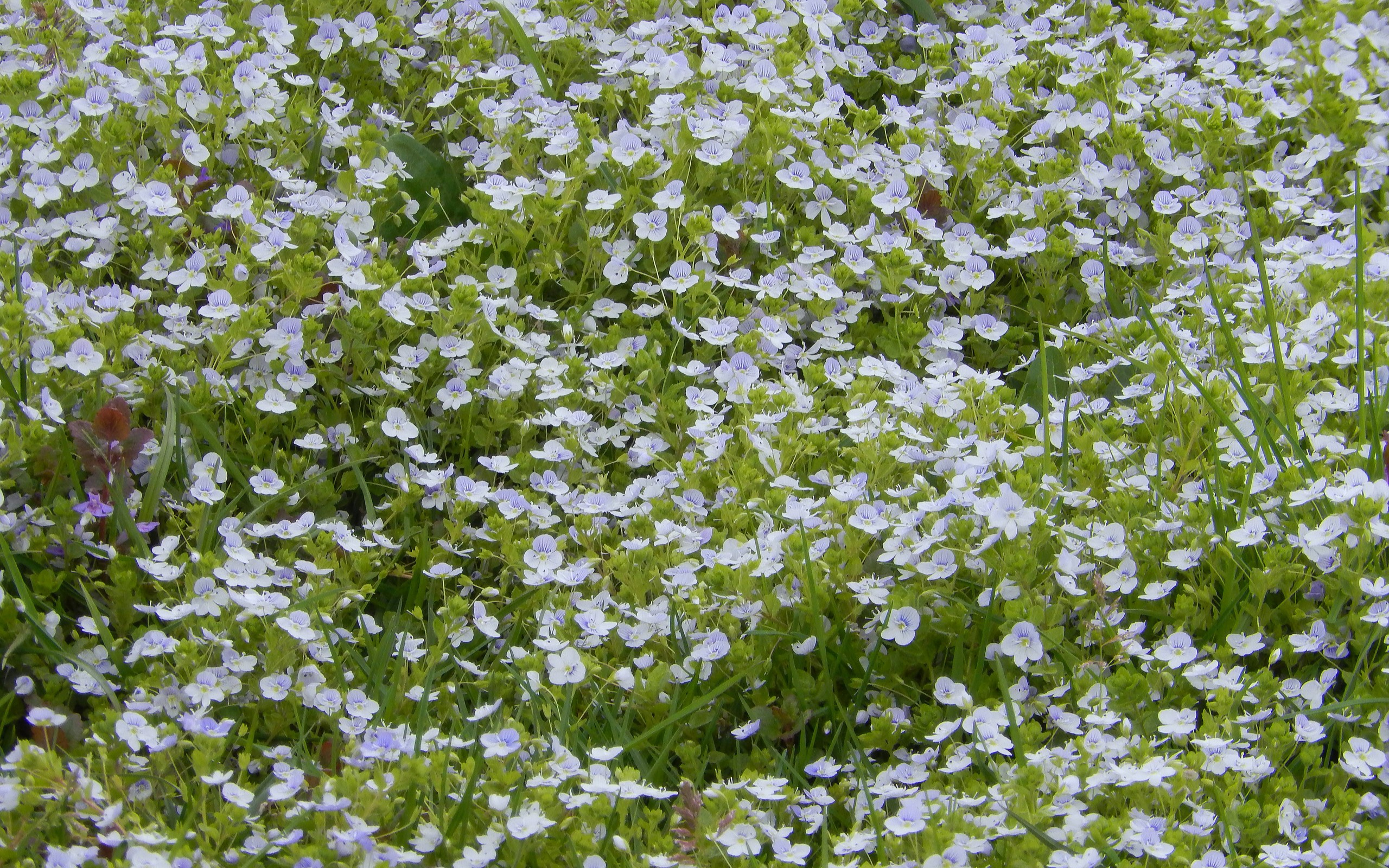 широкий крем, цветы, трава