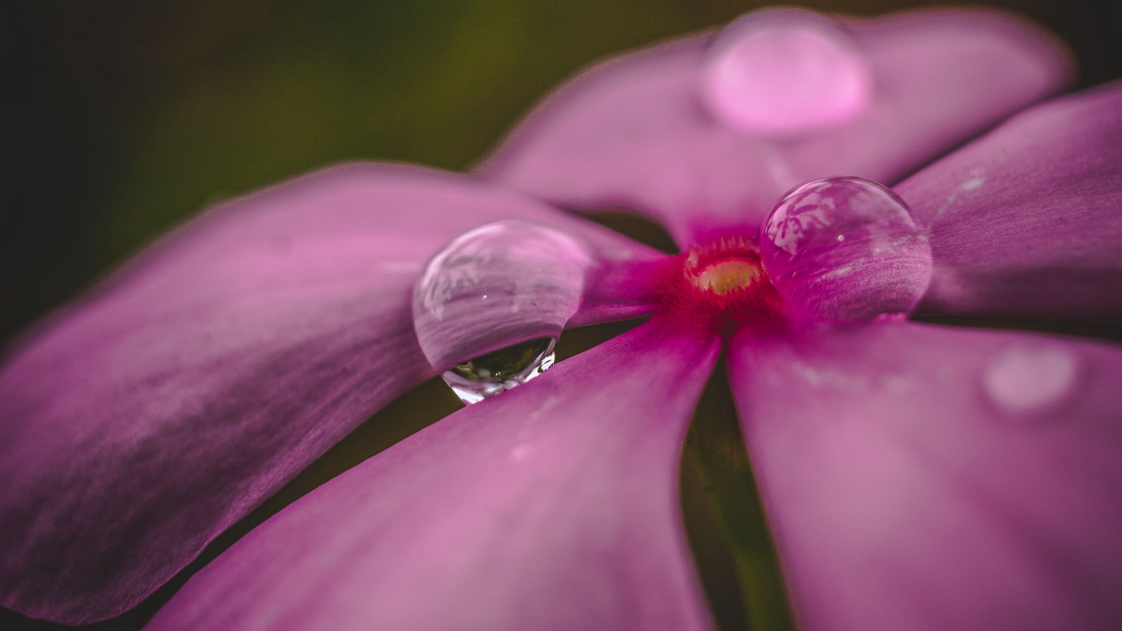 id, flor, pantalla
