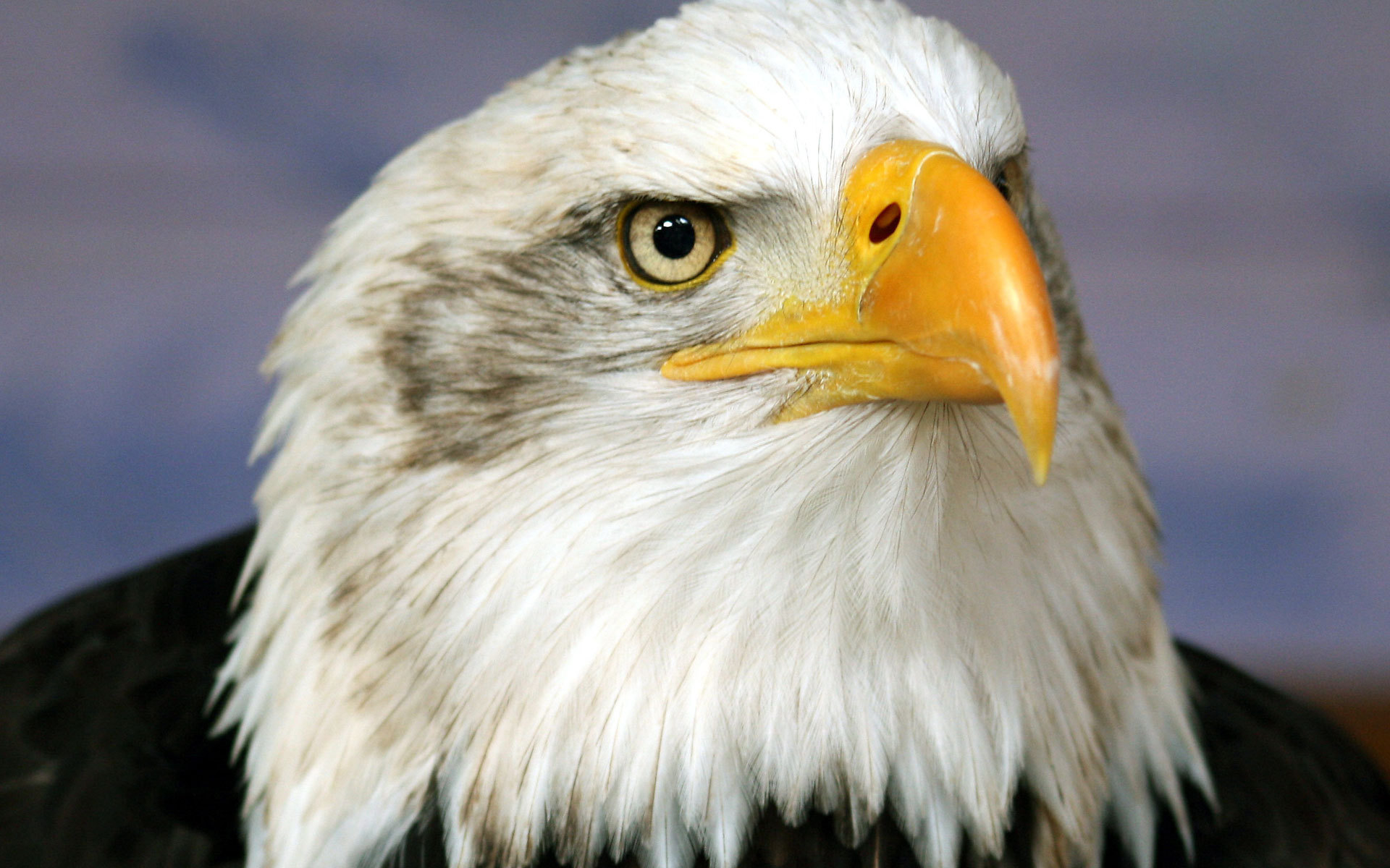 White eagle