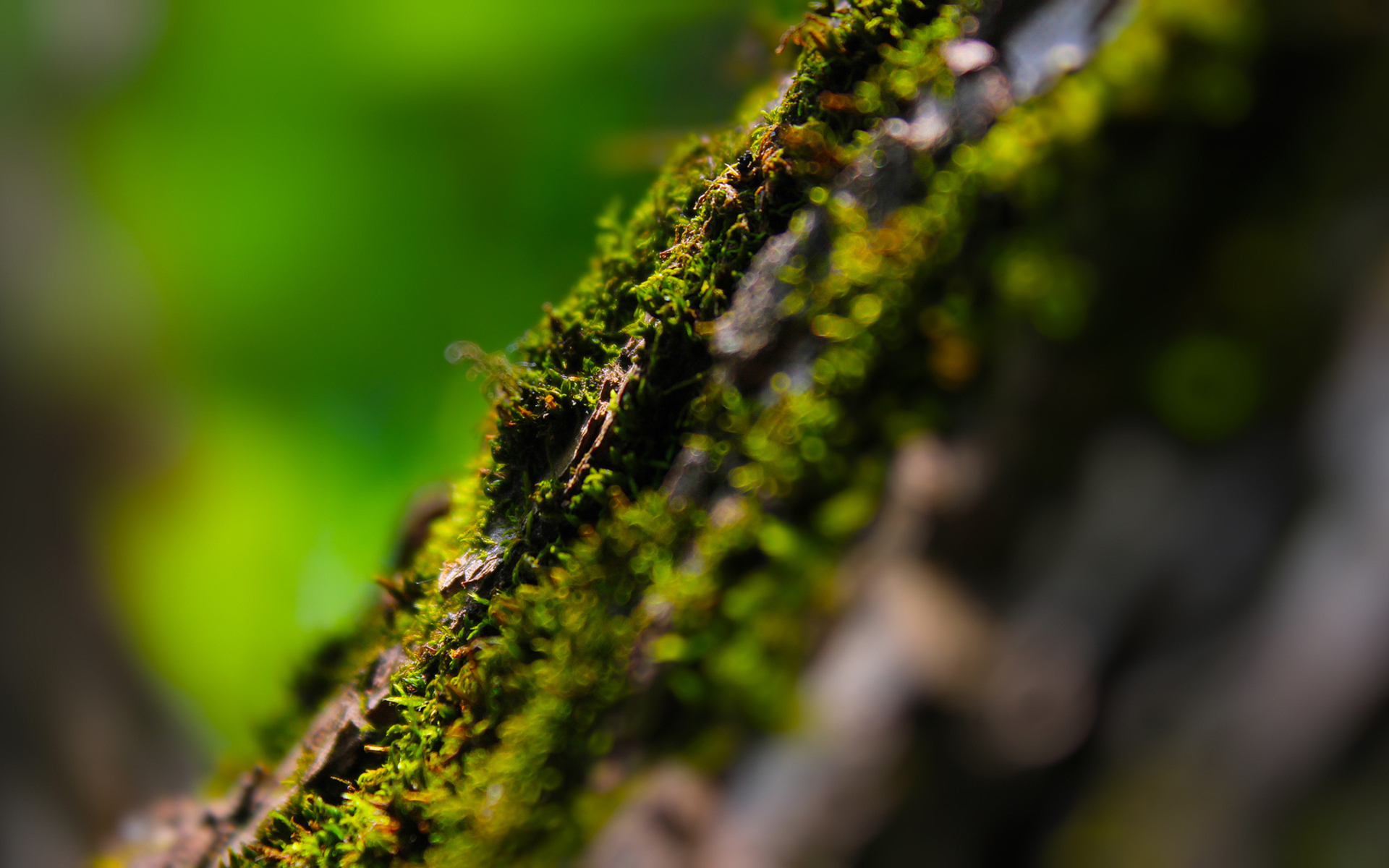 дерево, мох