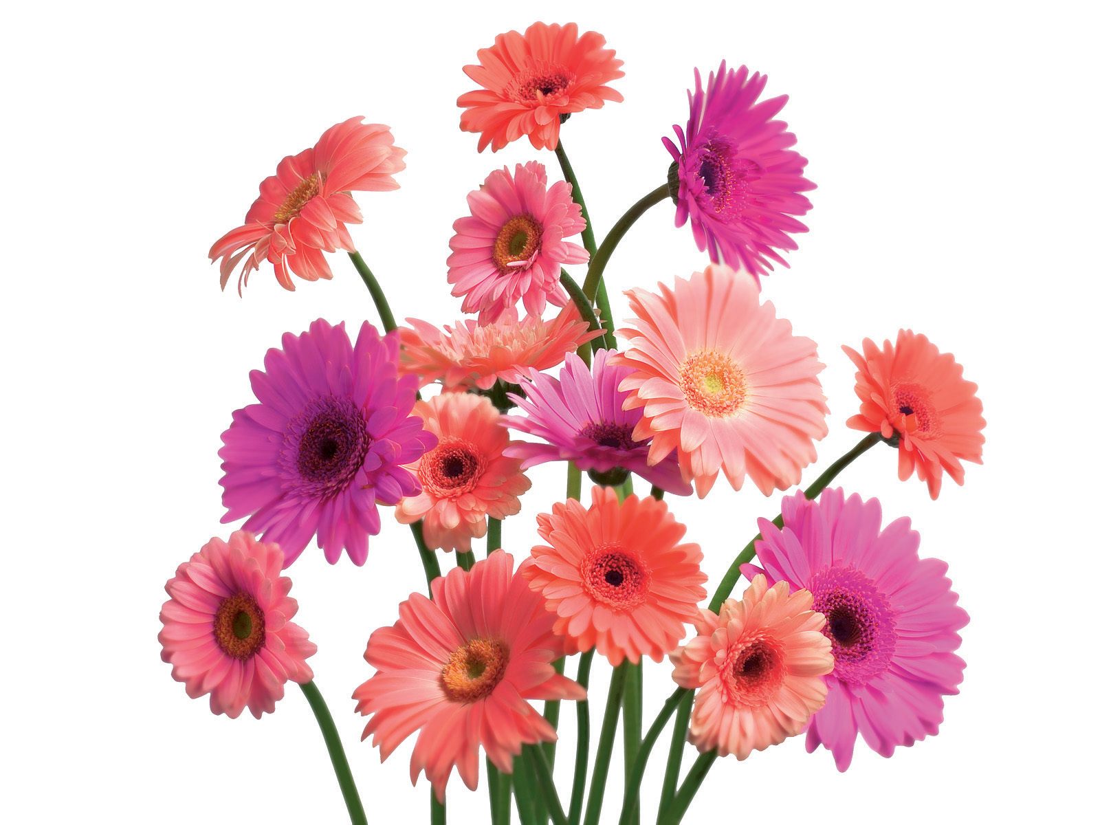 Gerbera Daisy