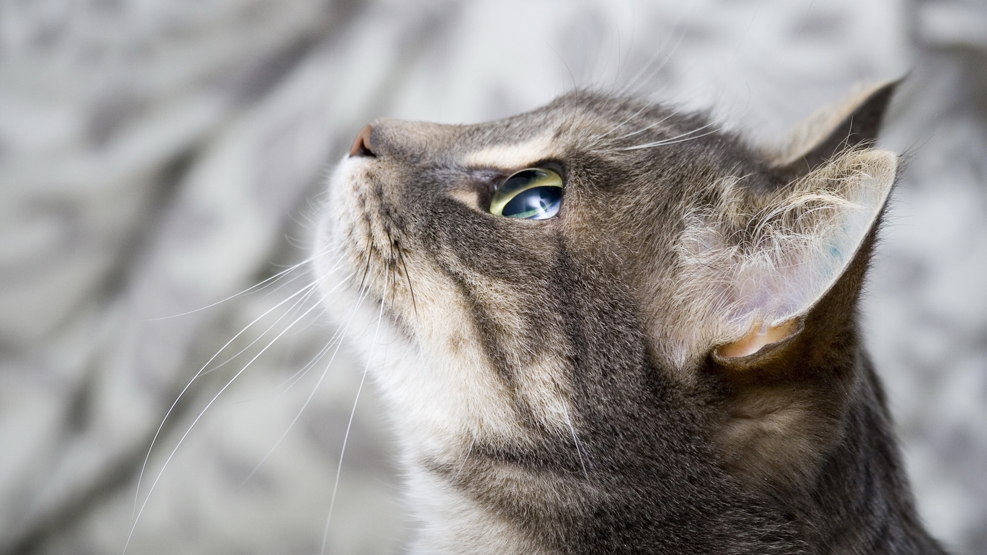 профиль, морда