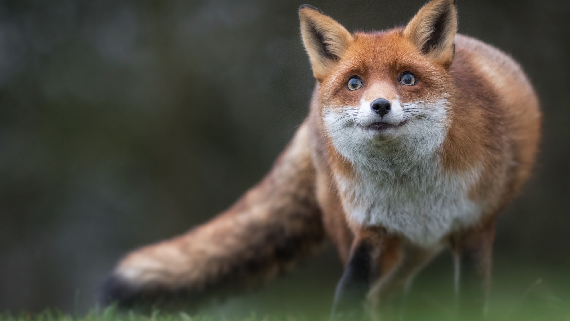 гончарный, красный, хитри