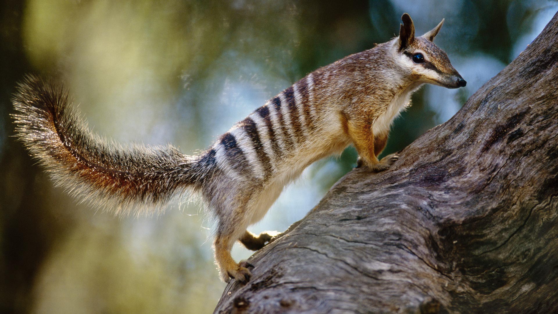 numbat, myrmecobius