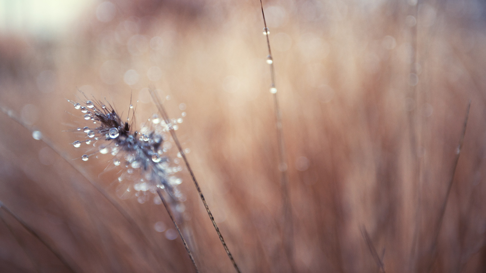 drops, rain, raining
