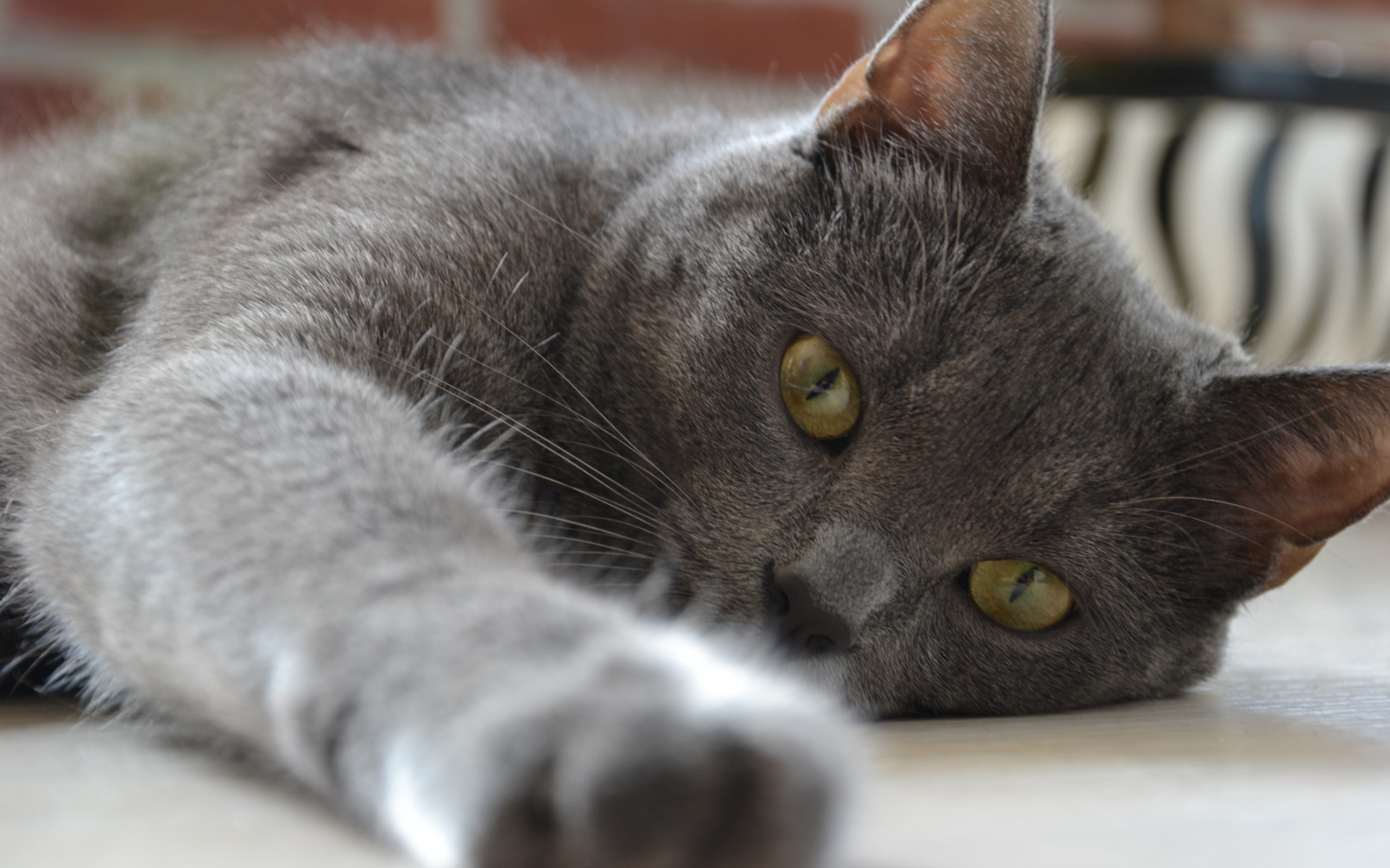 британских, кошек, коты