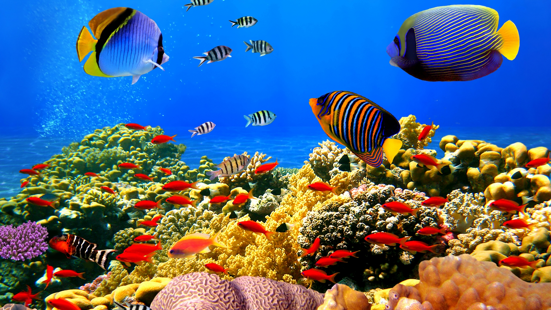 fish, underwater, world