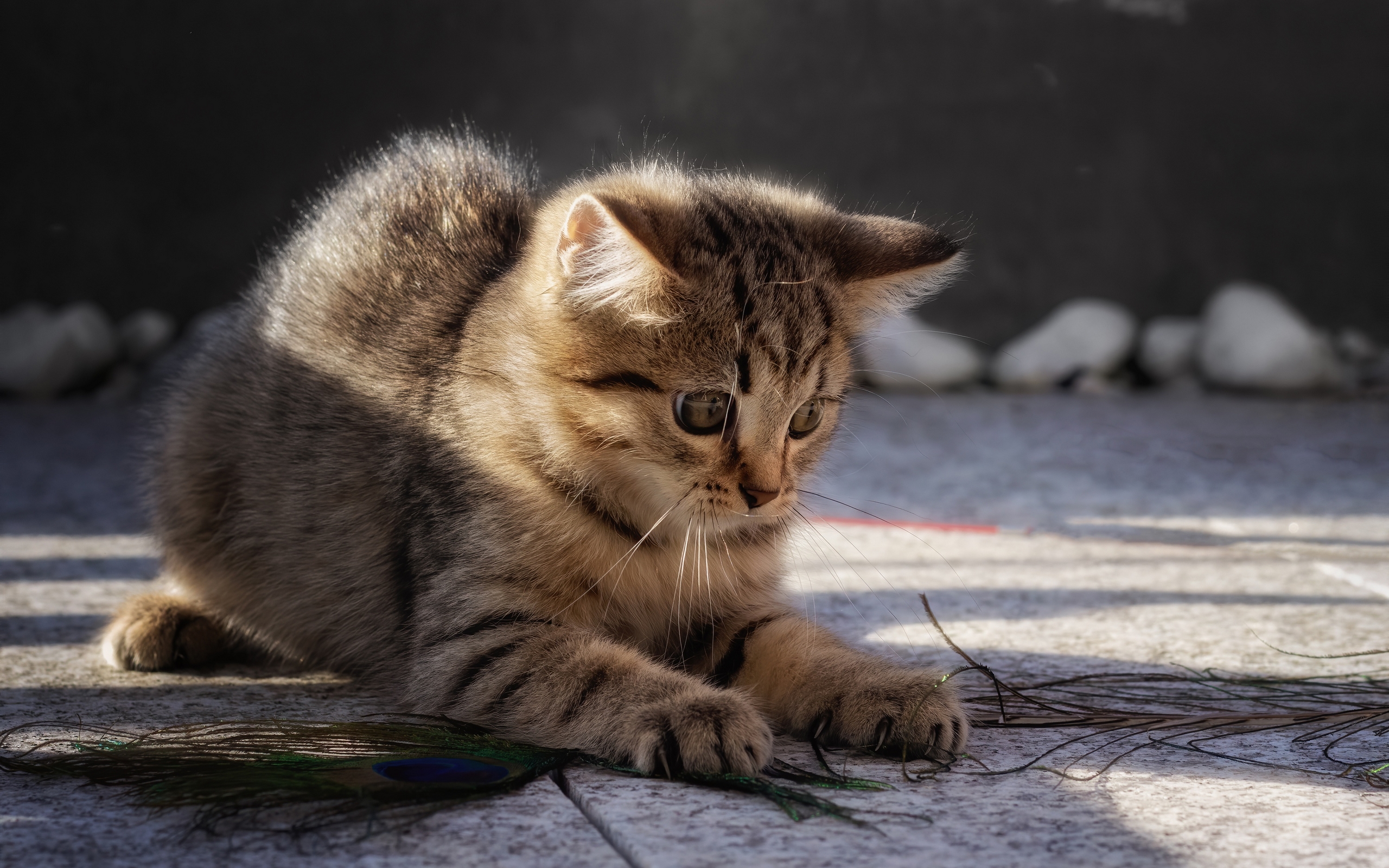 животное, котенок