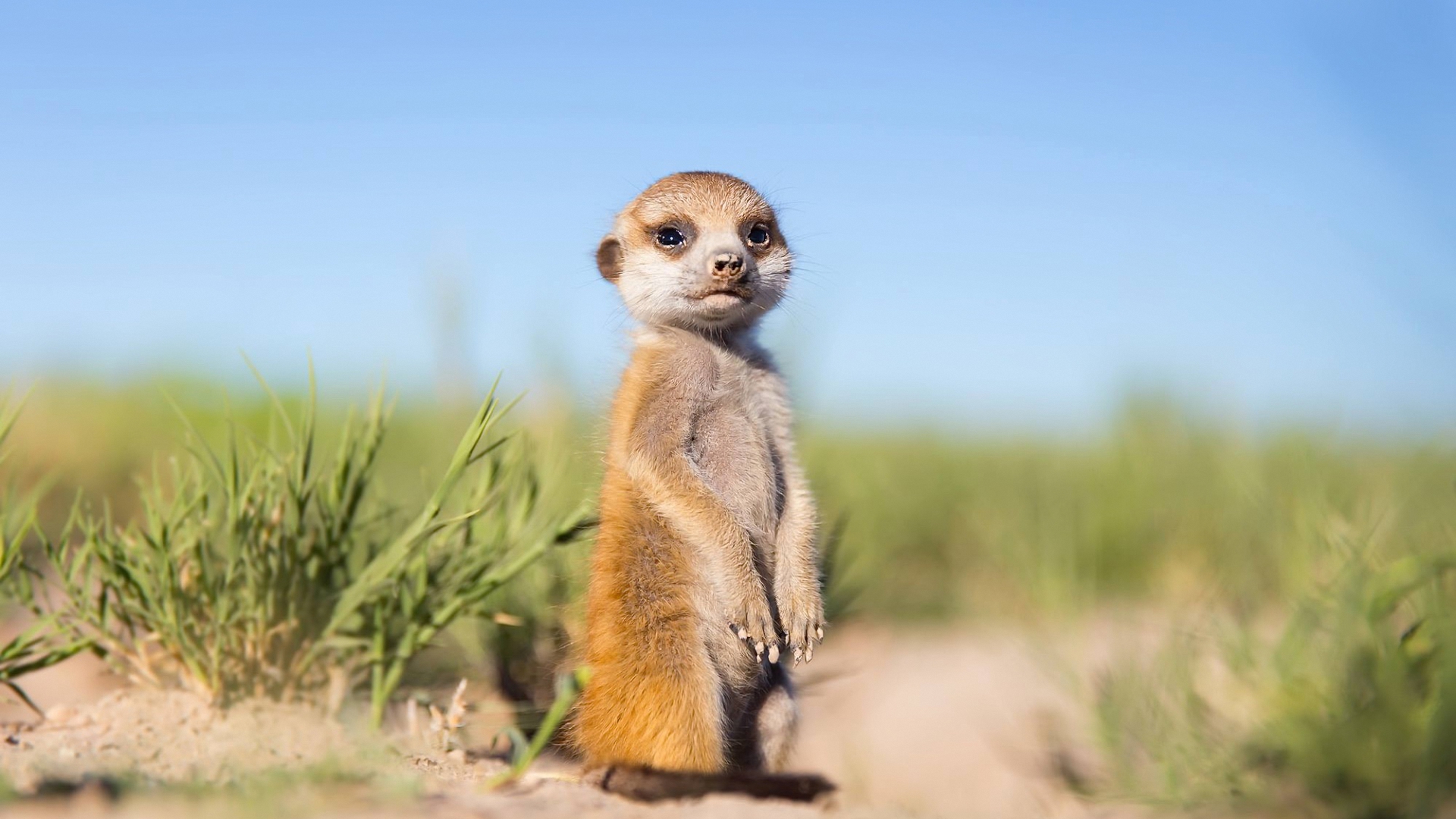 ребенок, схватка, животное