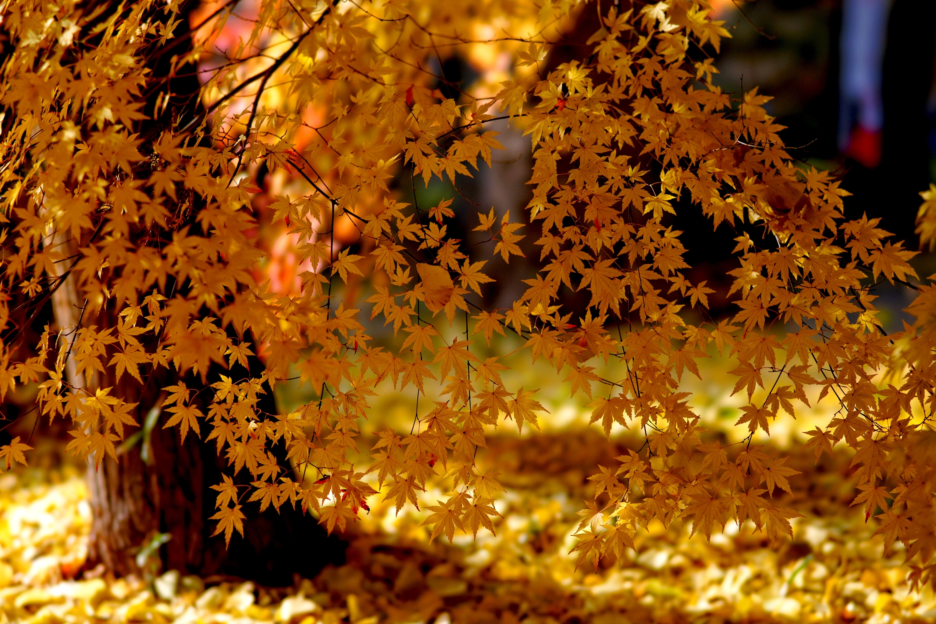 природа осень листья деревья nature autumn leaves trees скачать