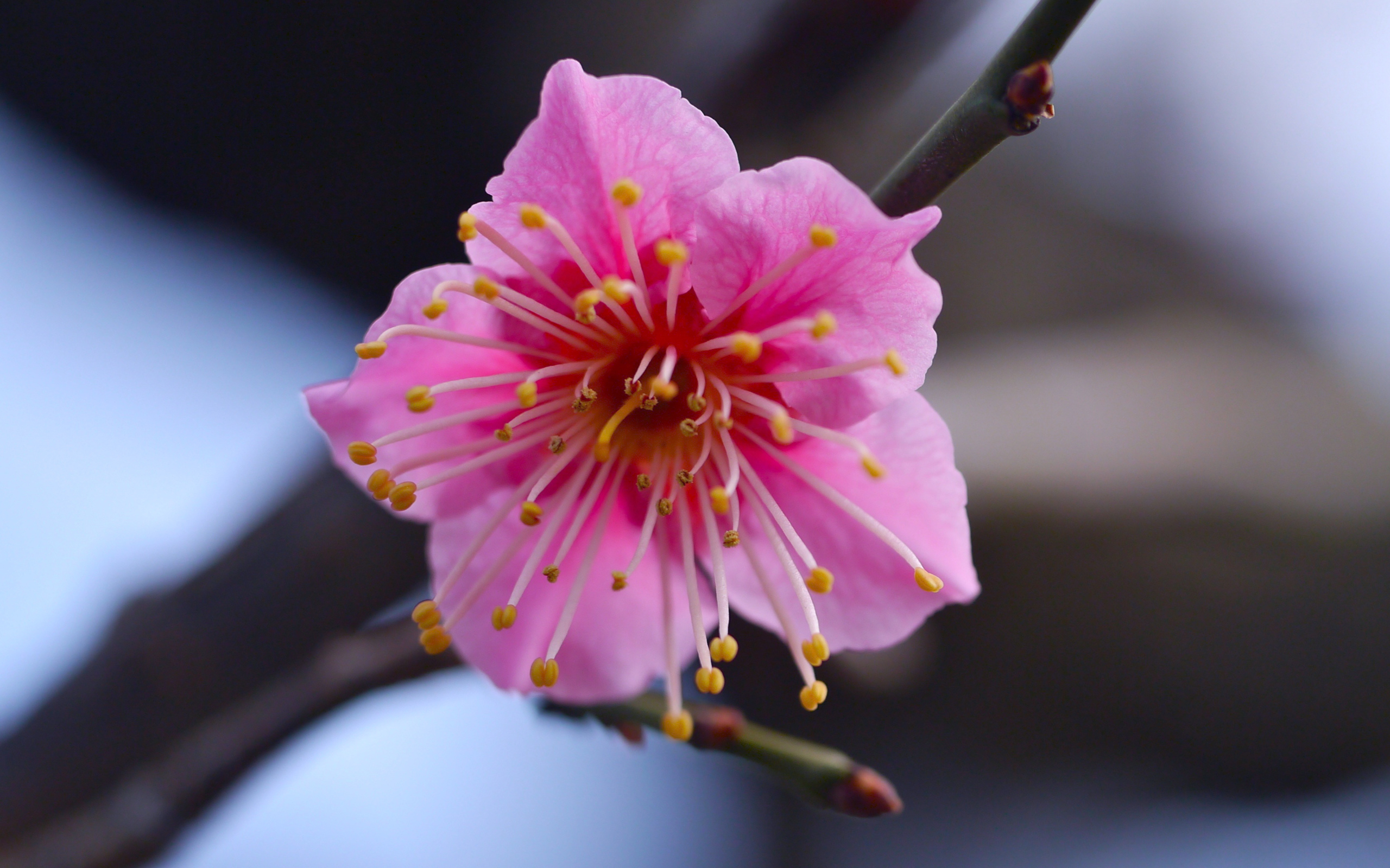 nature, flower, photography