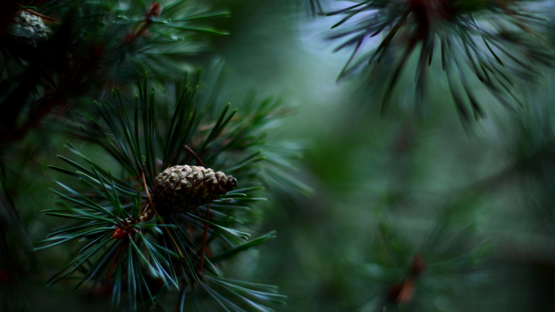 pine, cone, makryi