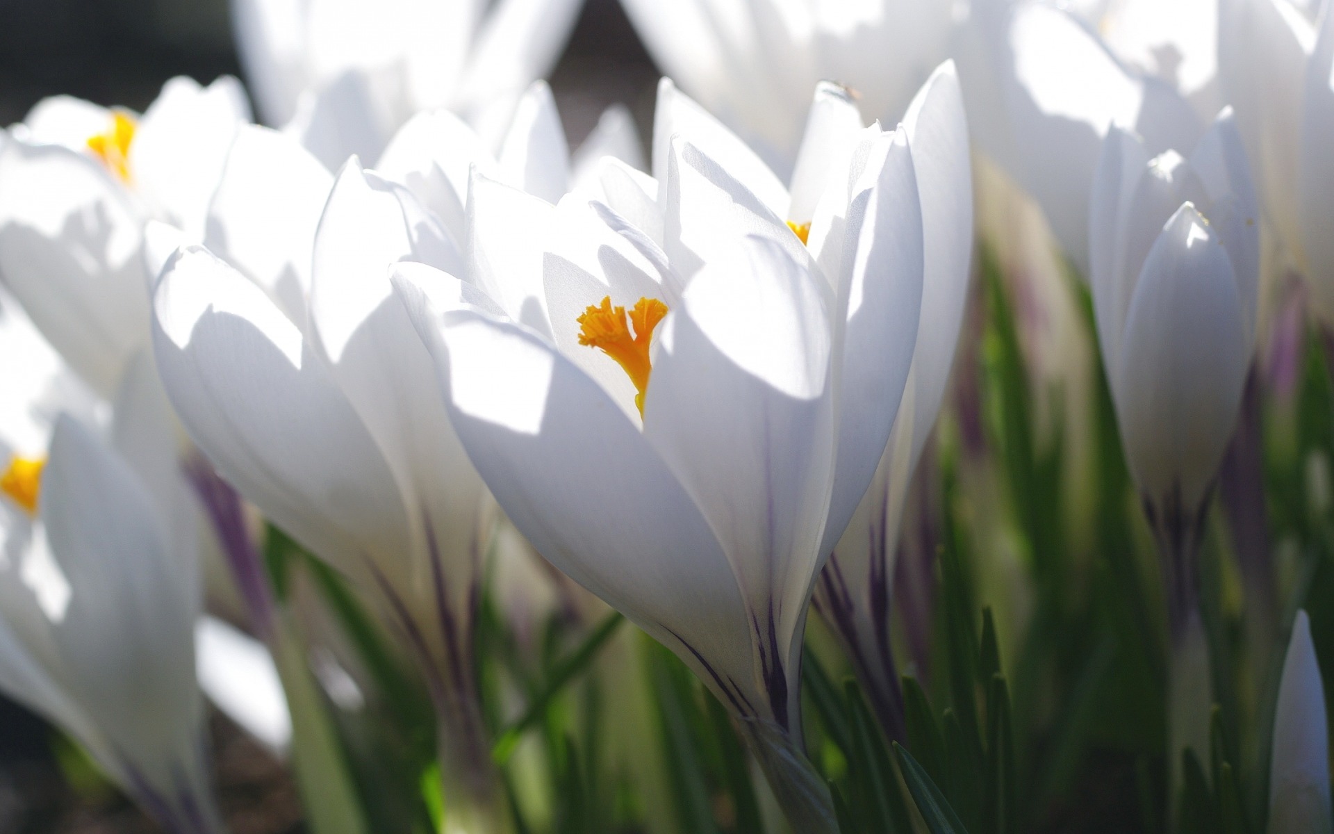Белый шафран. Первоцвет Крокус белый. Крокус цветок белый. Крокус весенний белый. Крокусы Шафран белые.