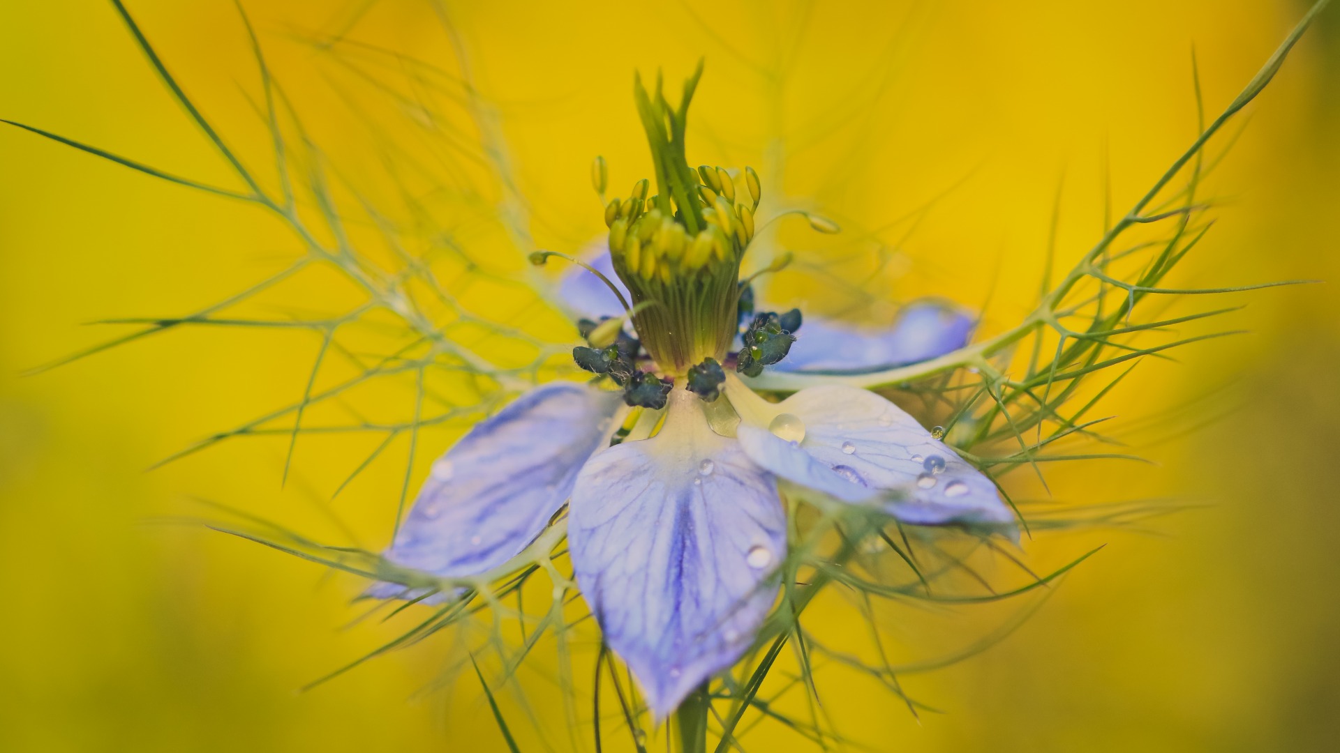 noteworthy, flowers, widescreen