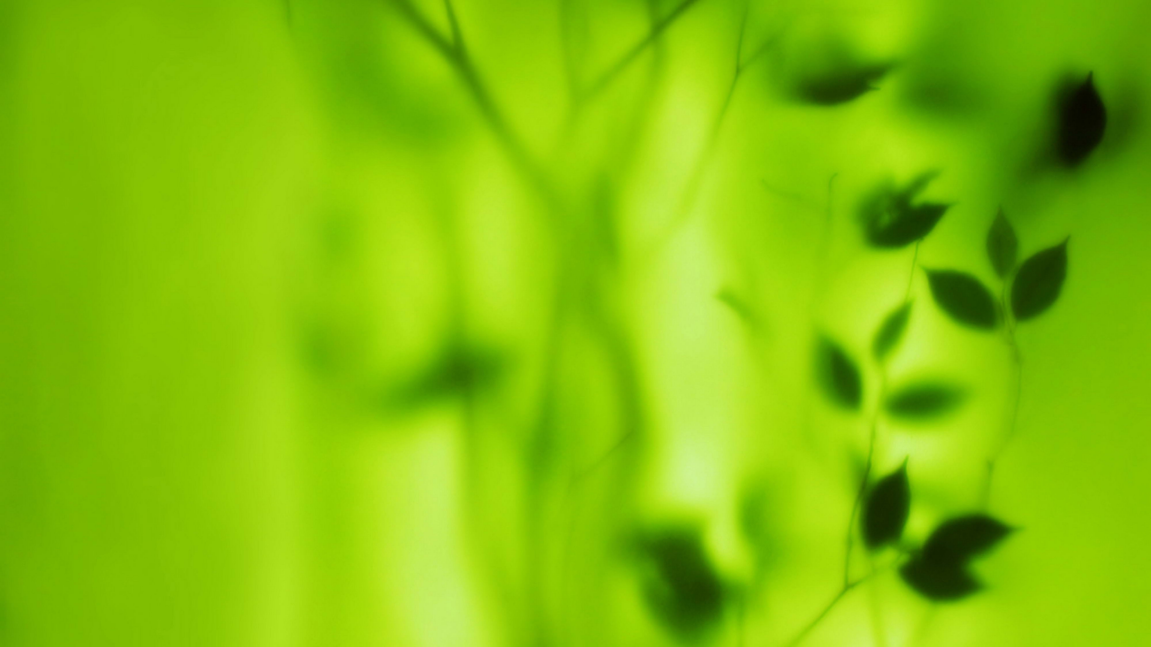 зеленое, лист, зелёный