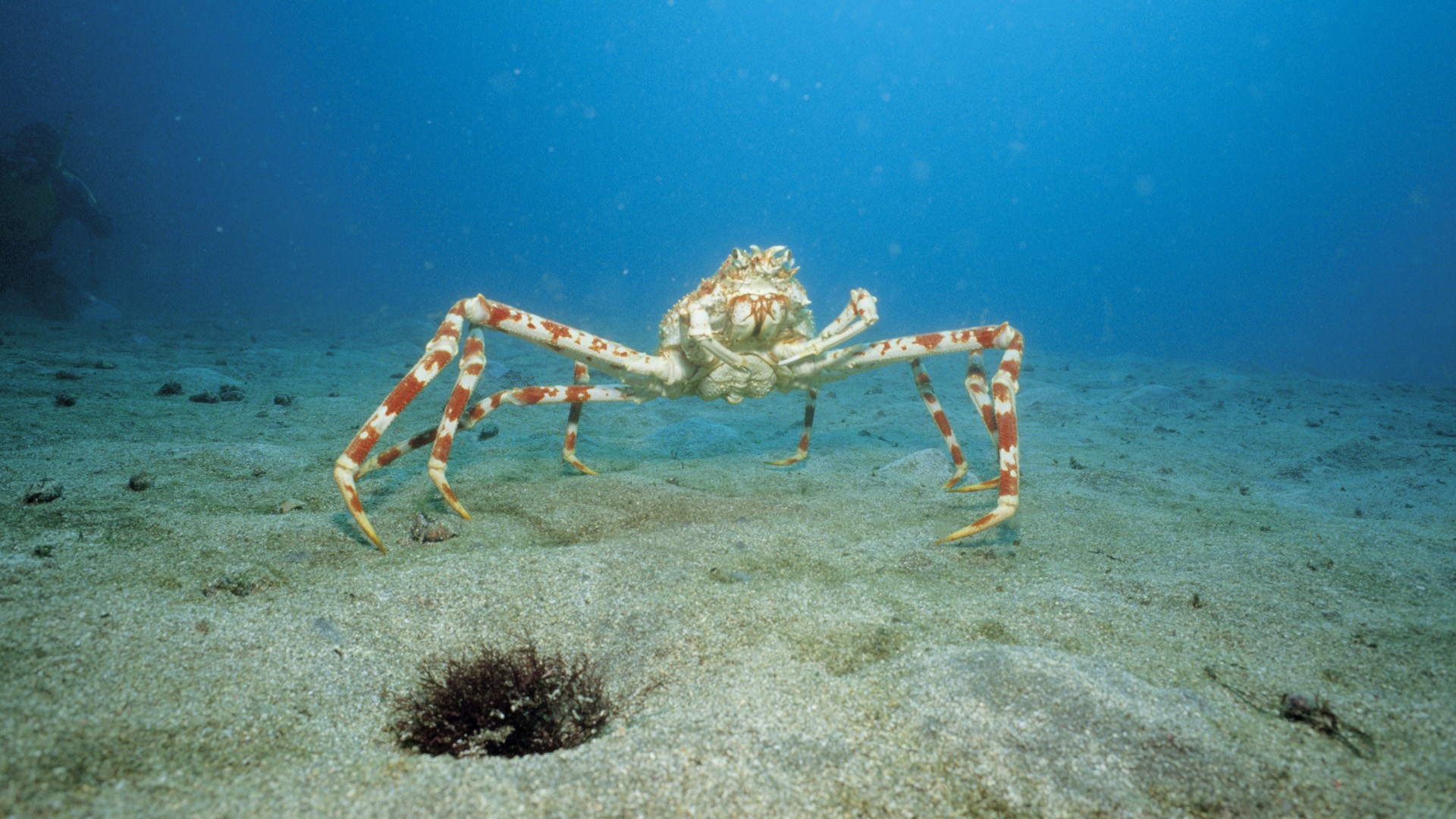 crab, вода, биг