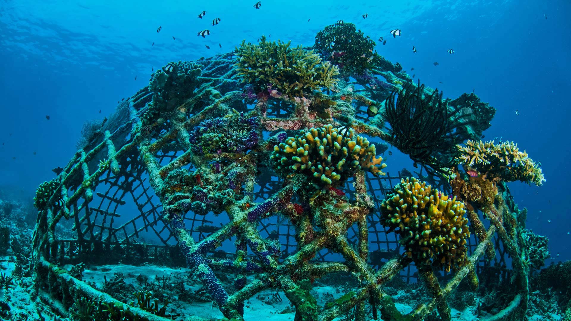 coral, остров, риф