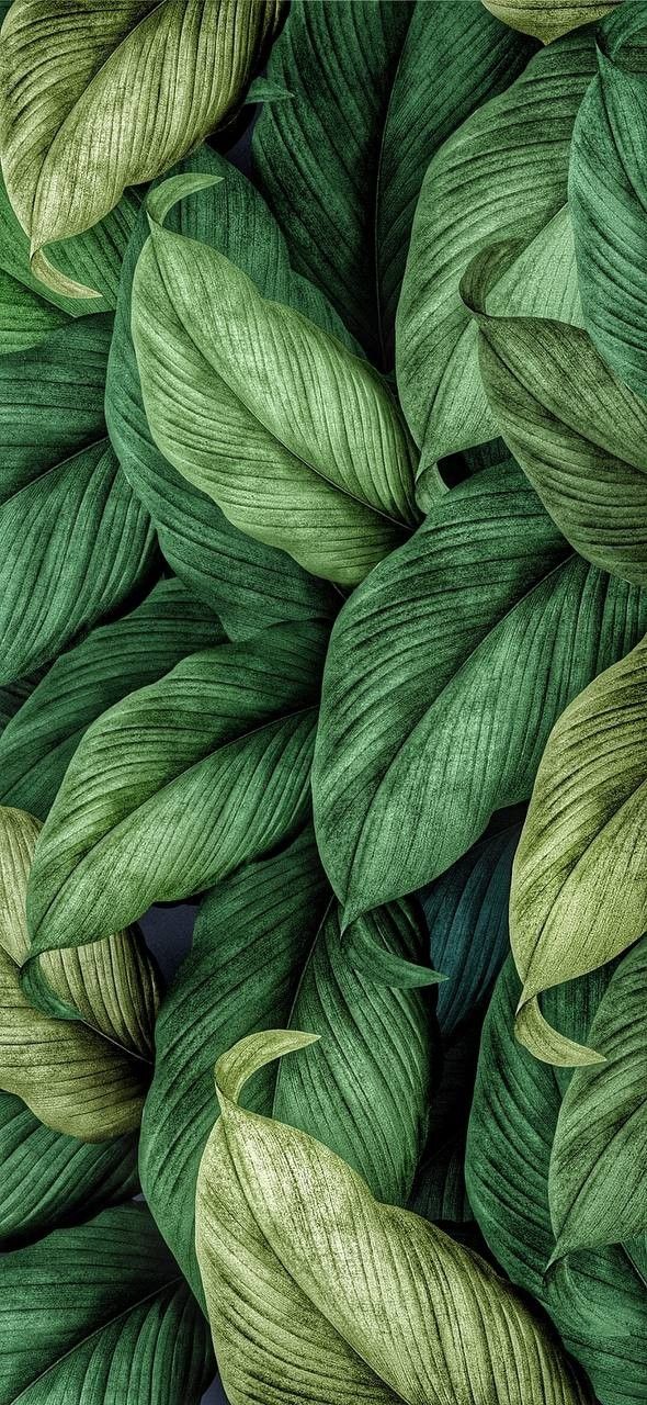 закрытие зеленого растения с листьями на нем