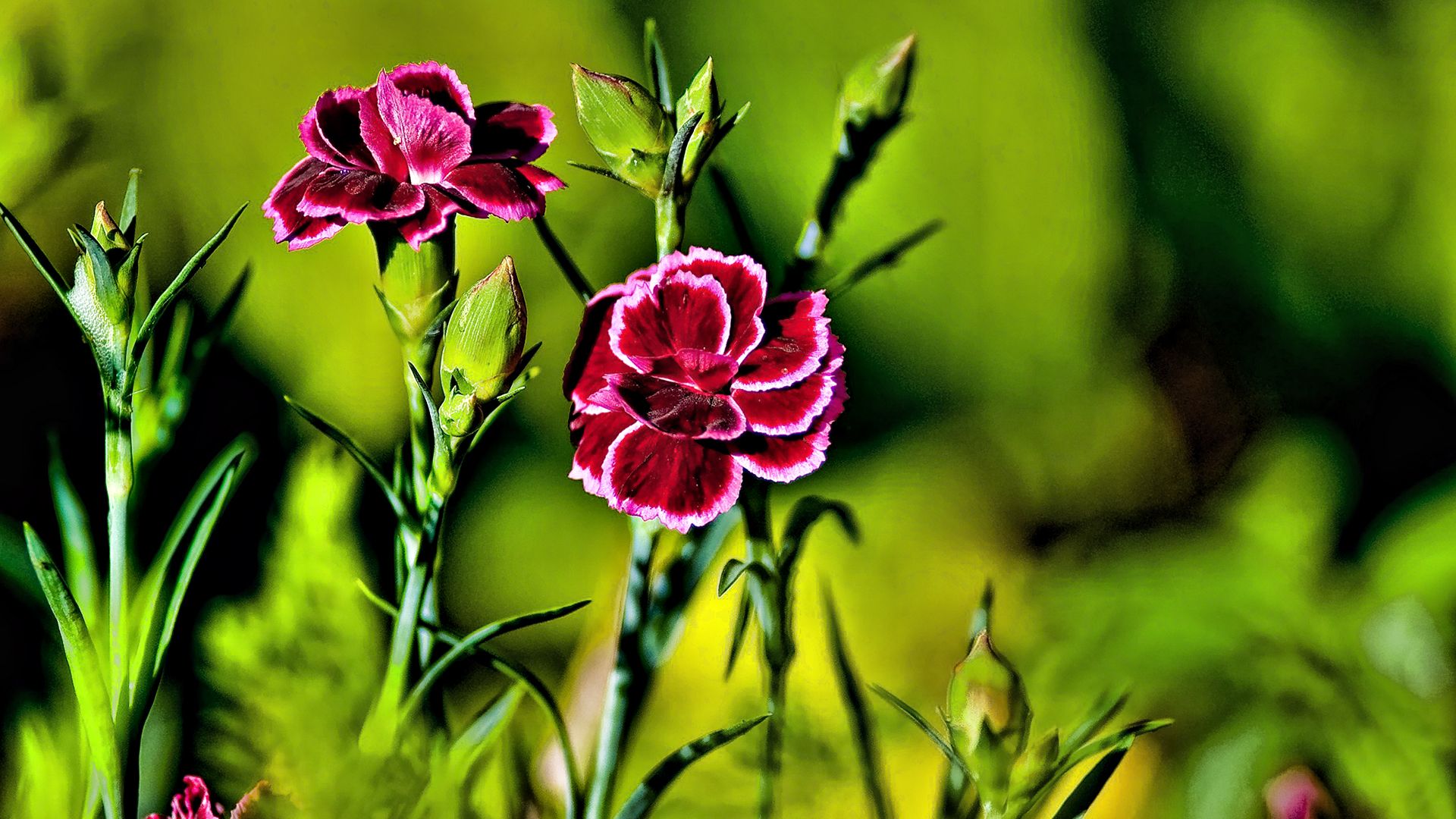 цветы, обои