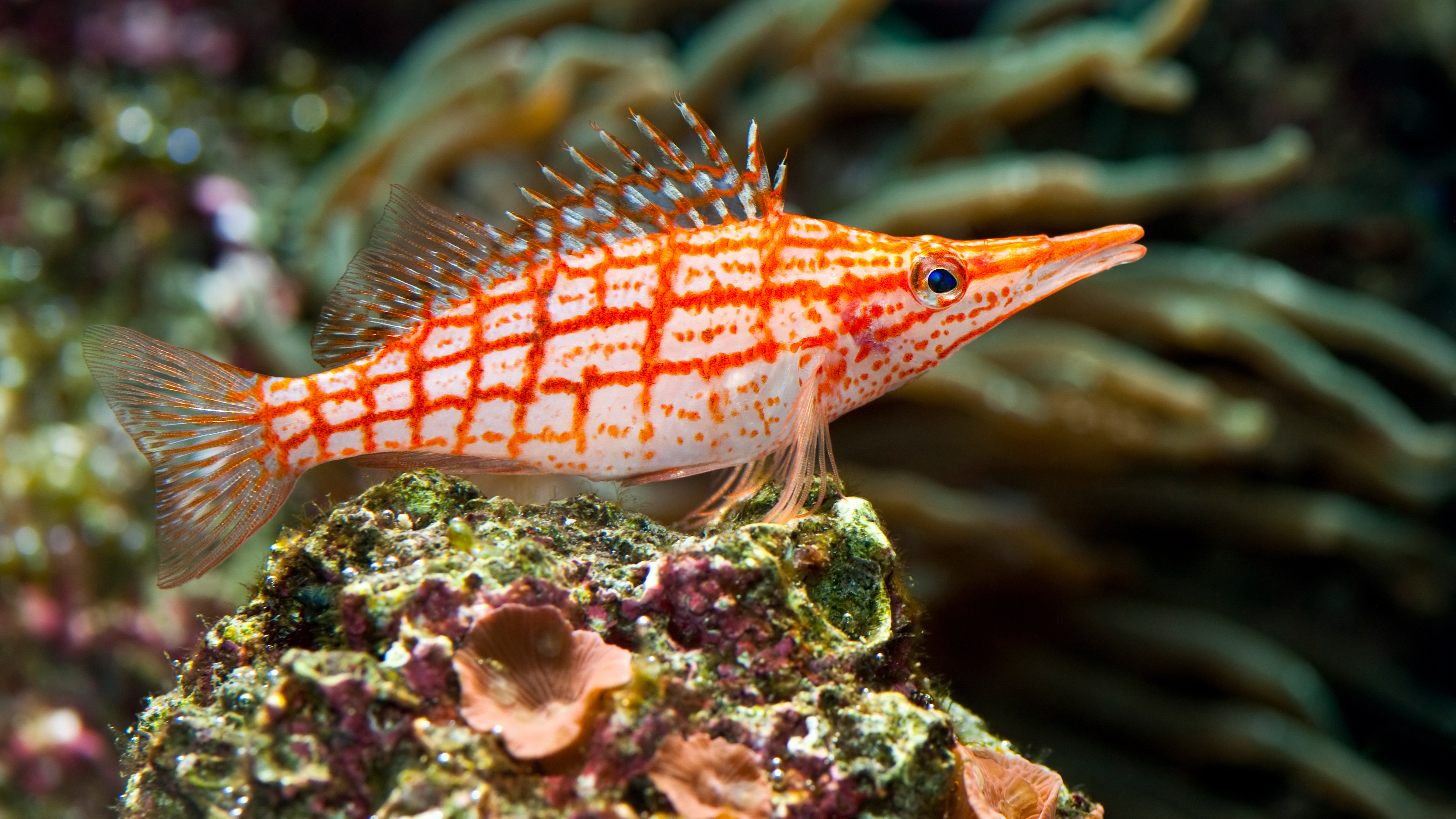 pisces, морские, fish