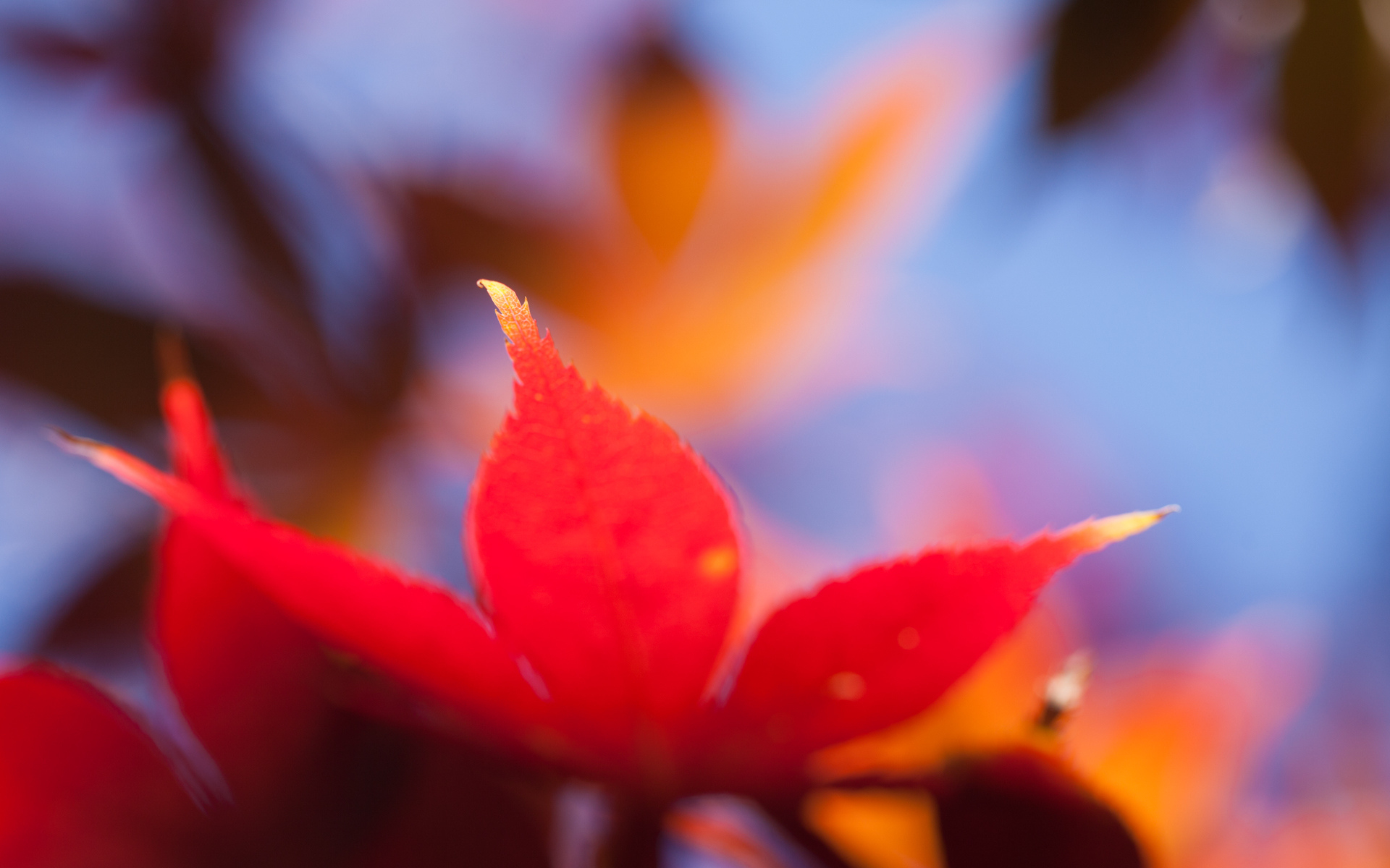 maple, браун, лист